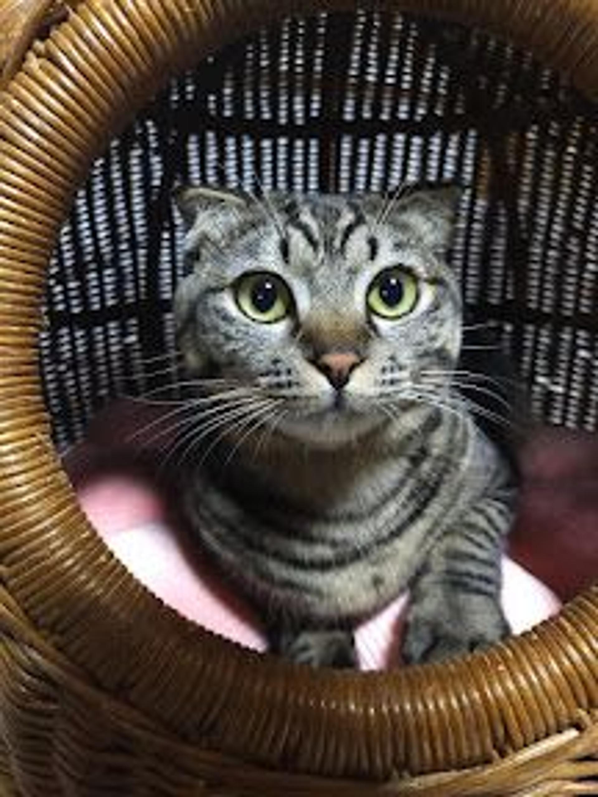 pet-image-2