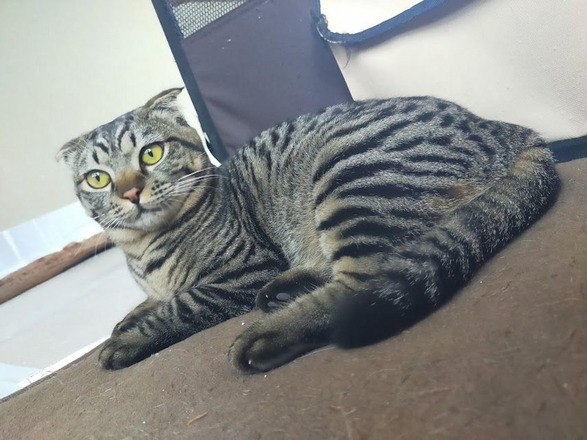 pet-image-3