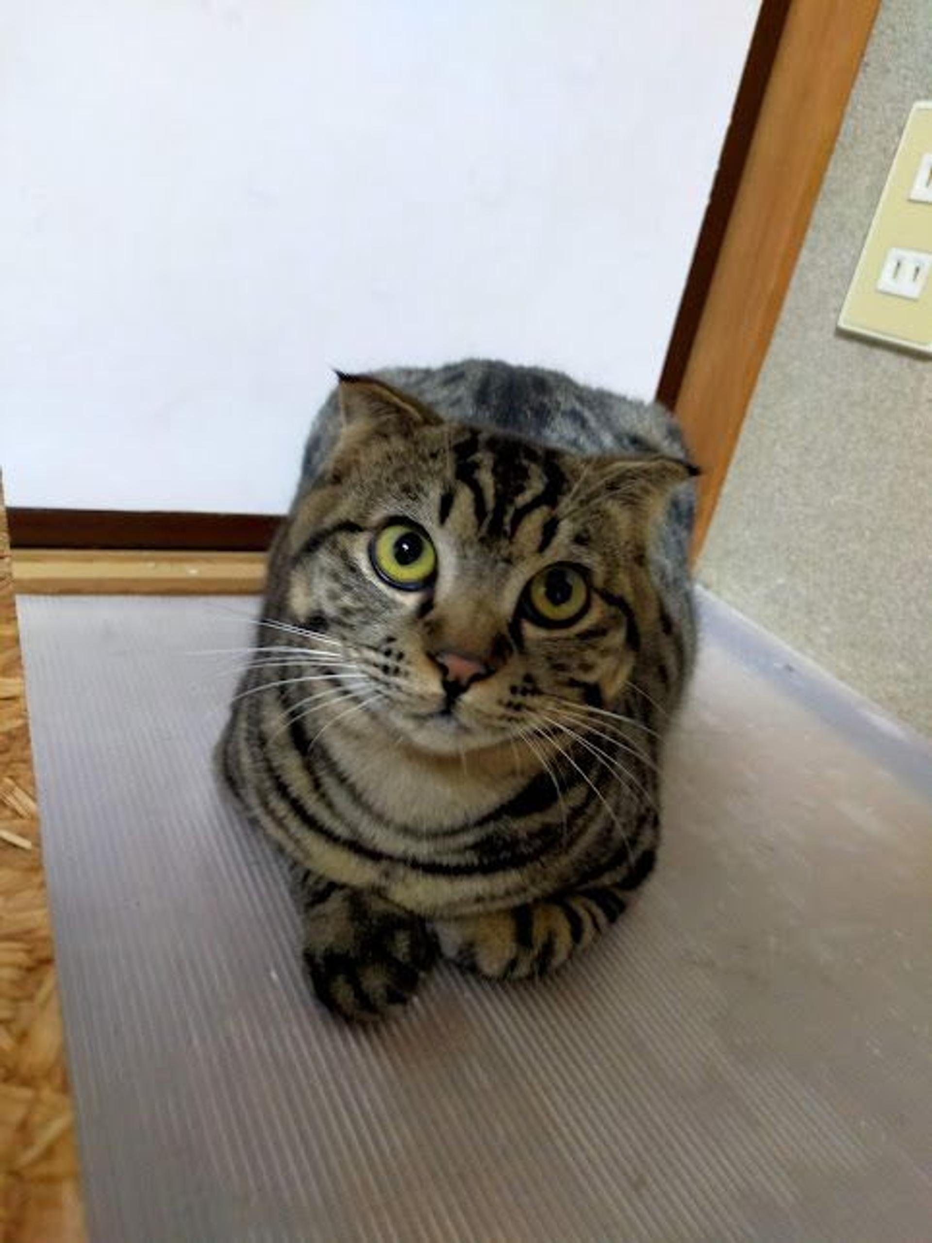 pet-image-5