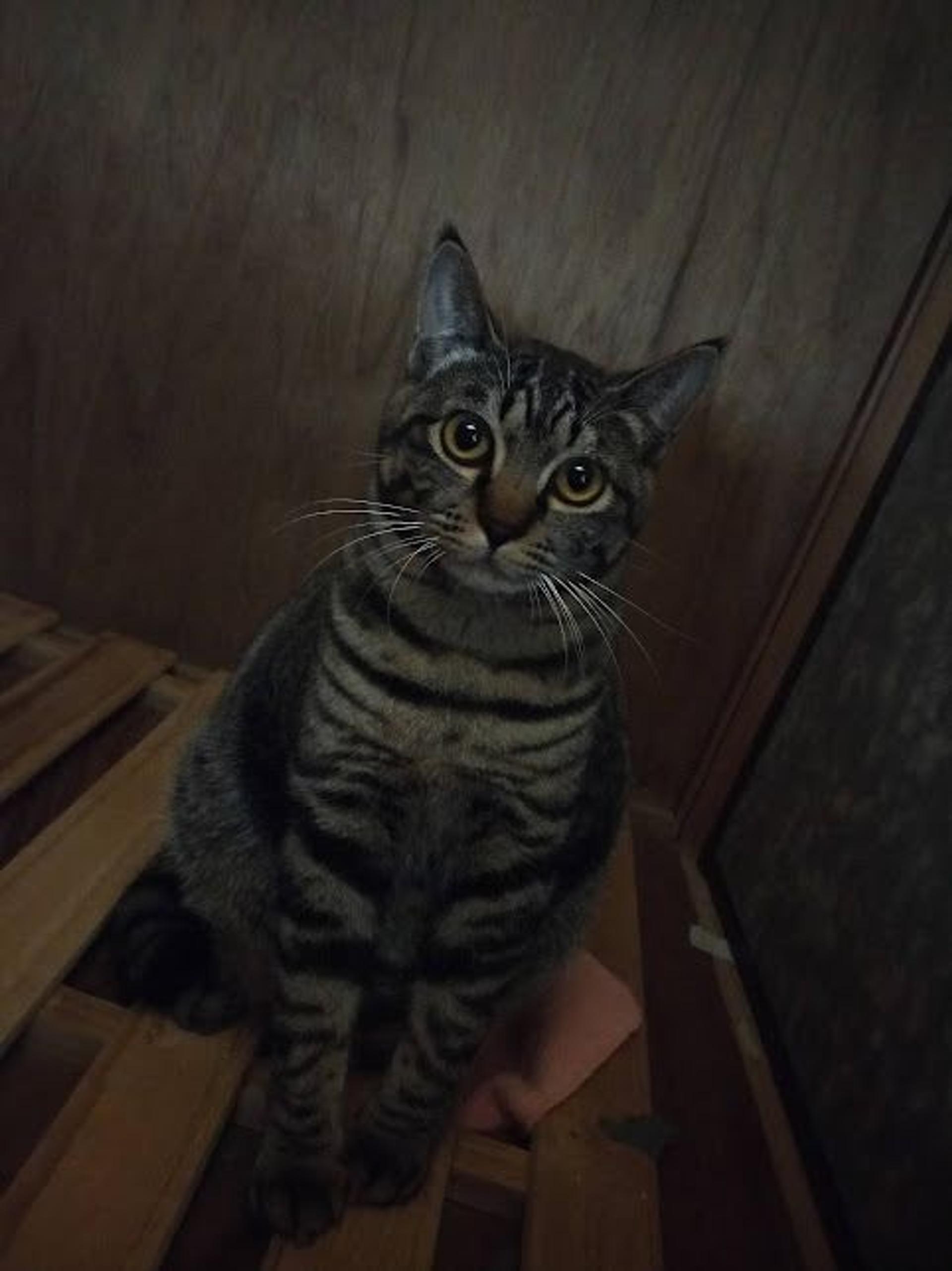 pet-image-7