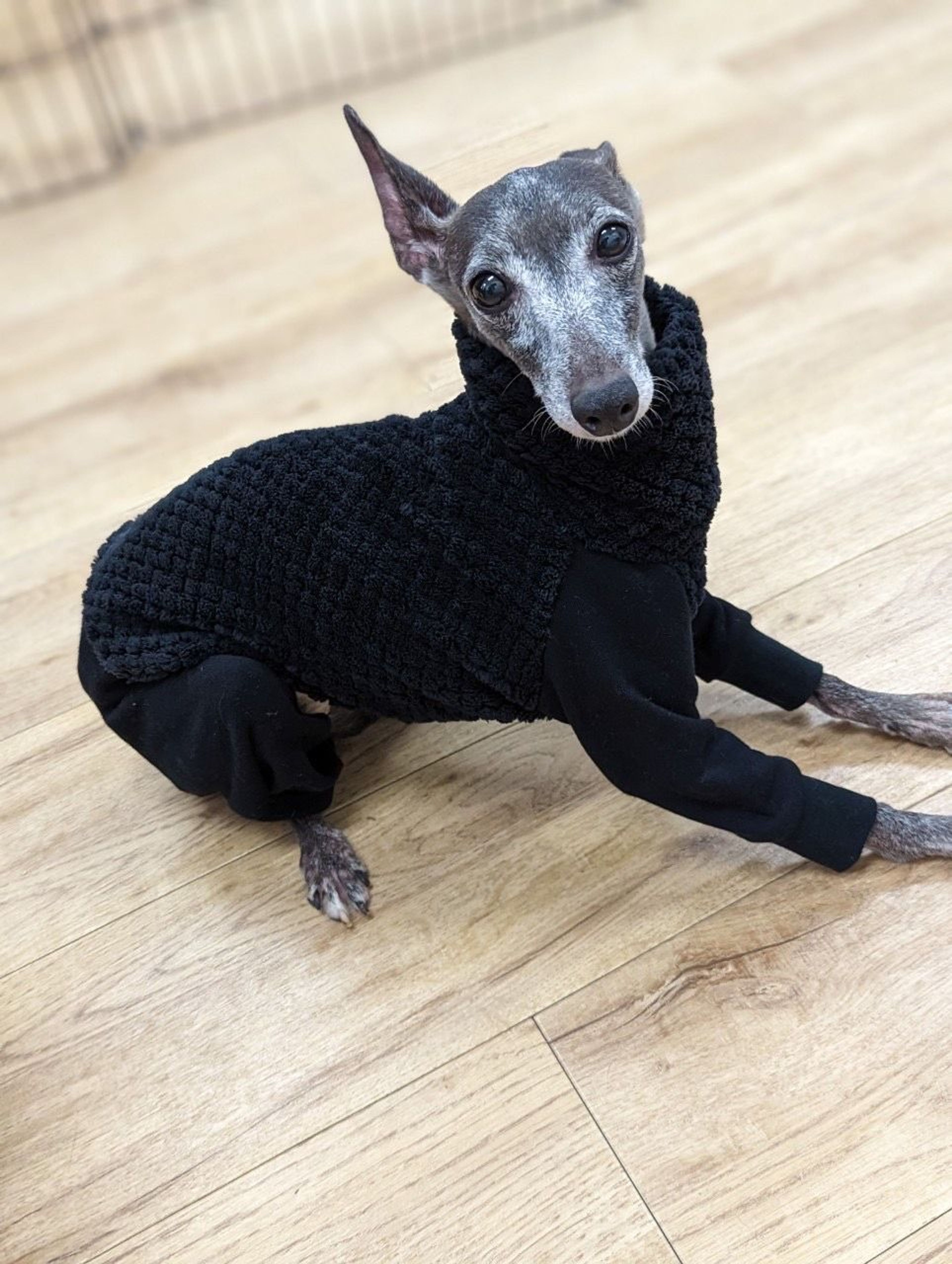 pet-image-2