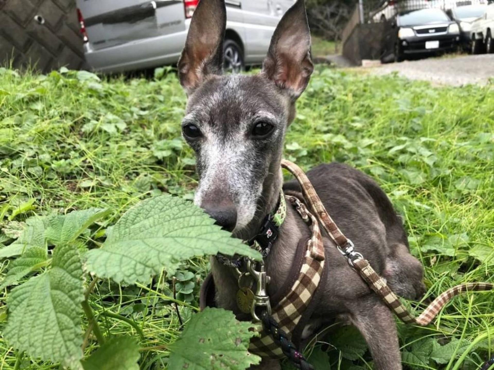 pet-image-5