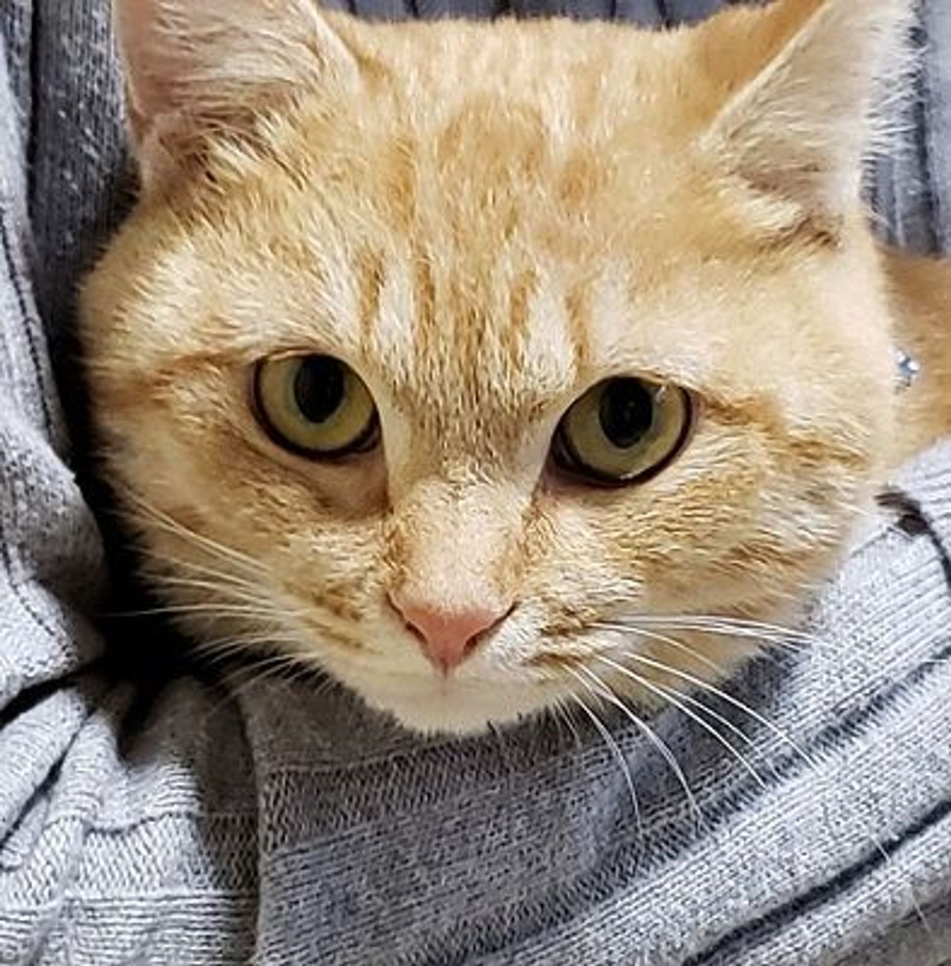 雑種（ミックス猫）・メスの里親募集の写真