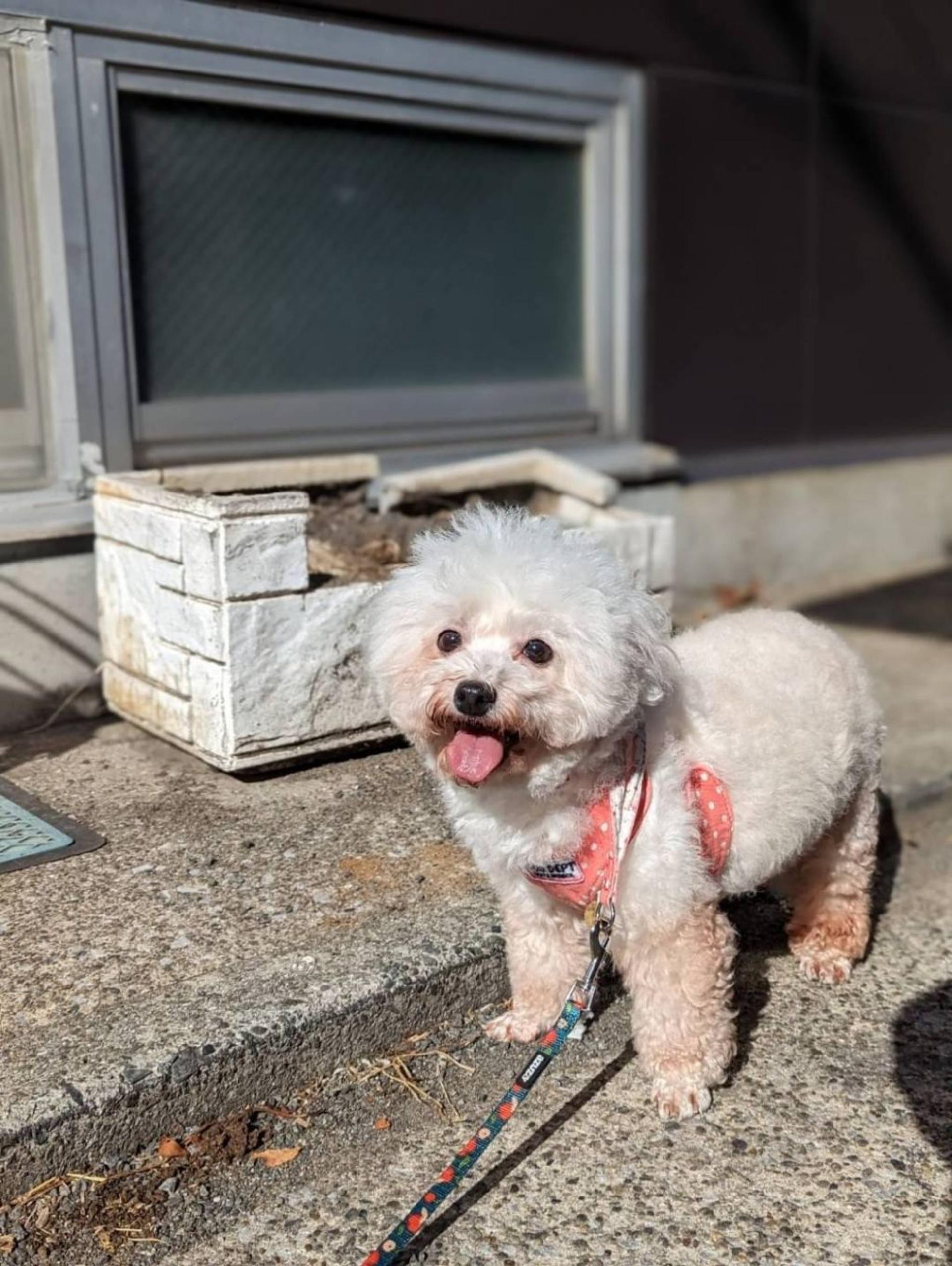 pet-image-2