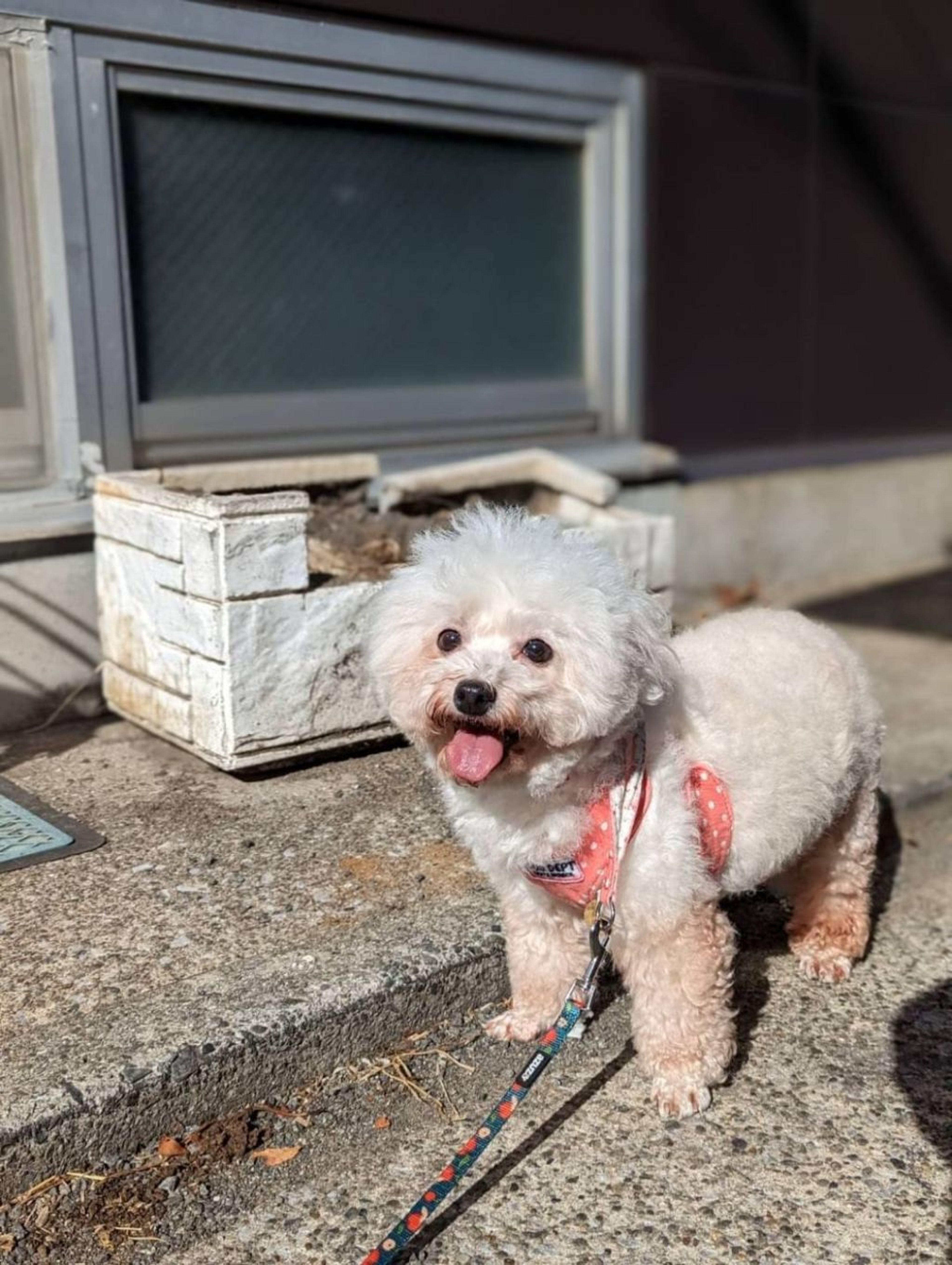 pet-image-2