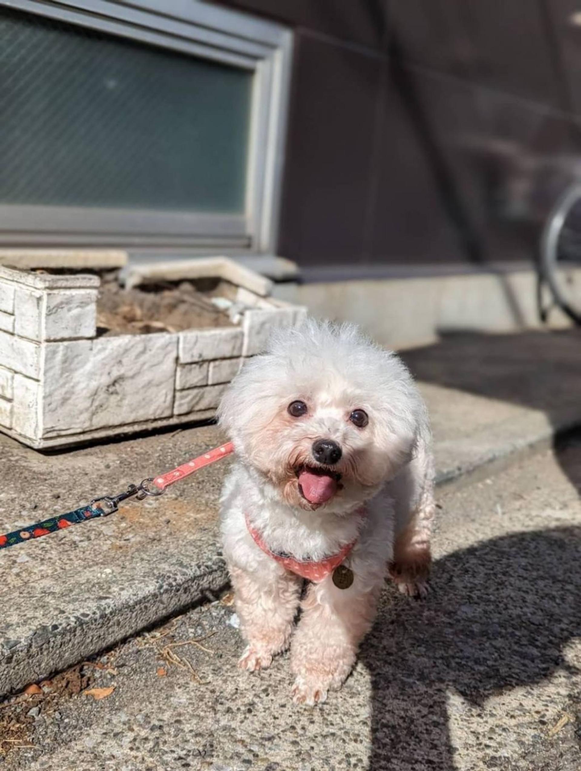 pet-image-3
