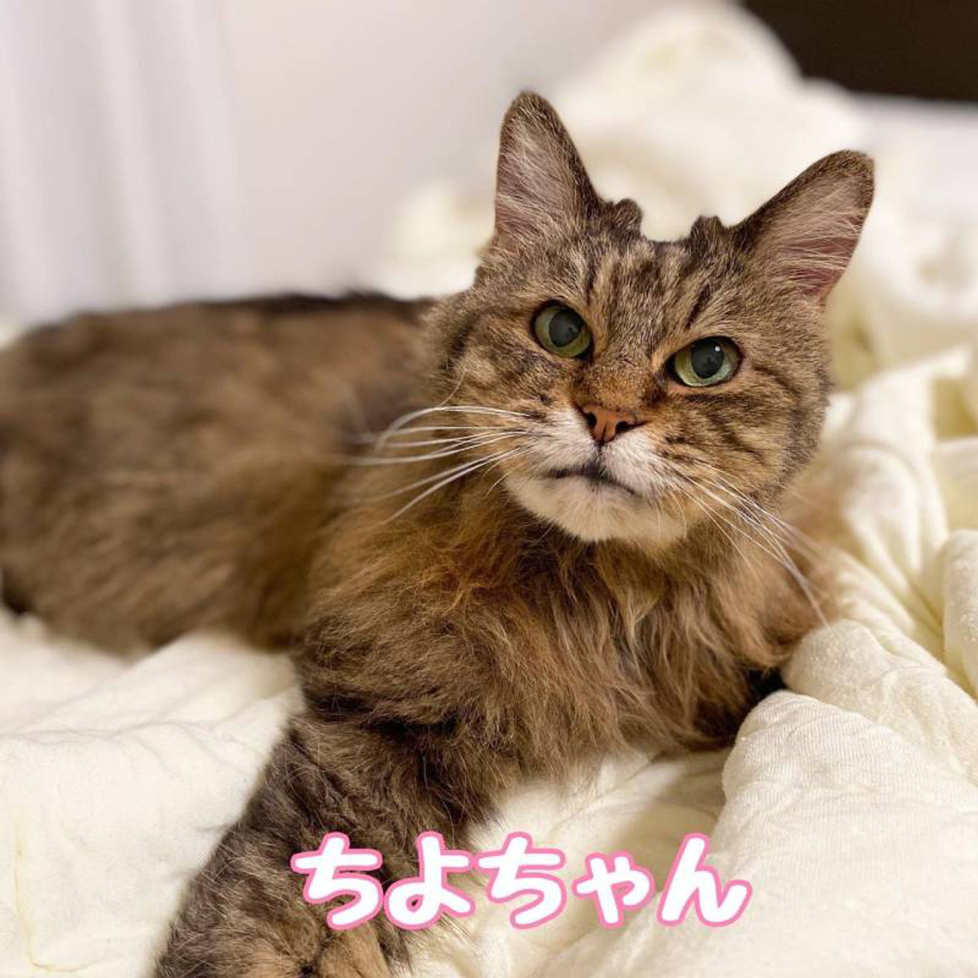 雑種（ミックス猫）・メスの里親募集の写真