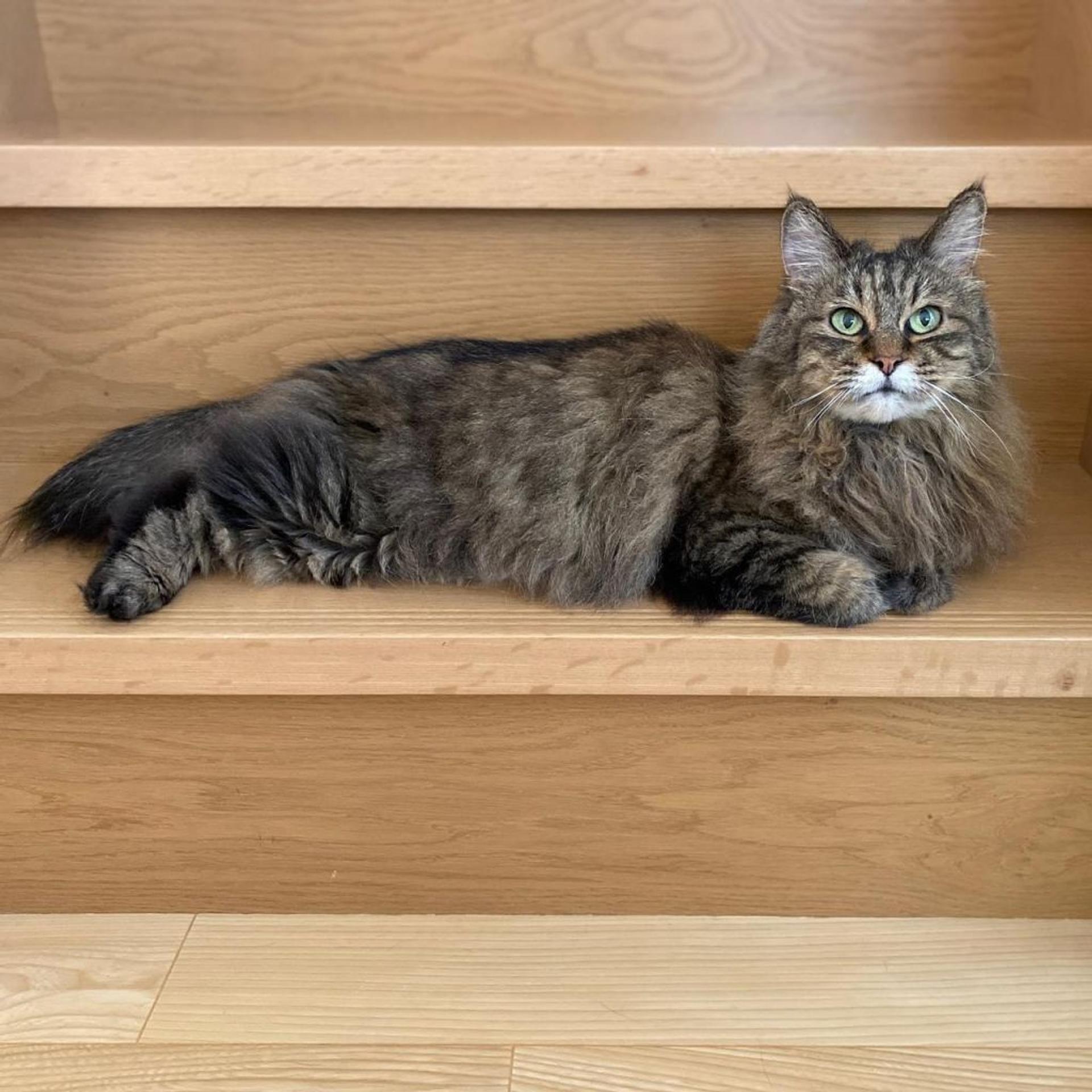 pet-image-6