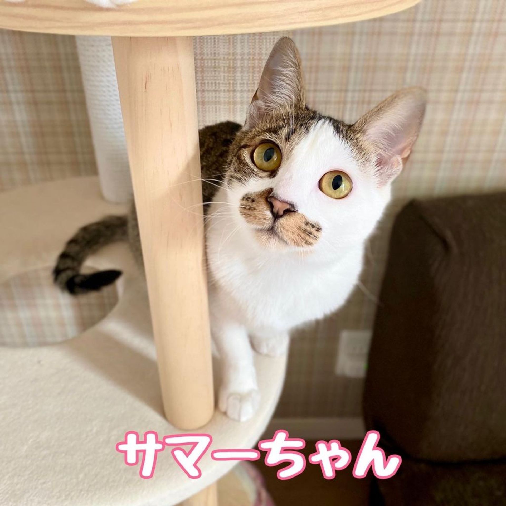 雑種（ミックス猫）・メスの里親募集の写真