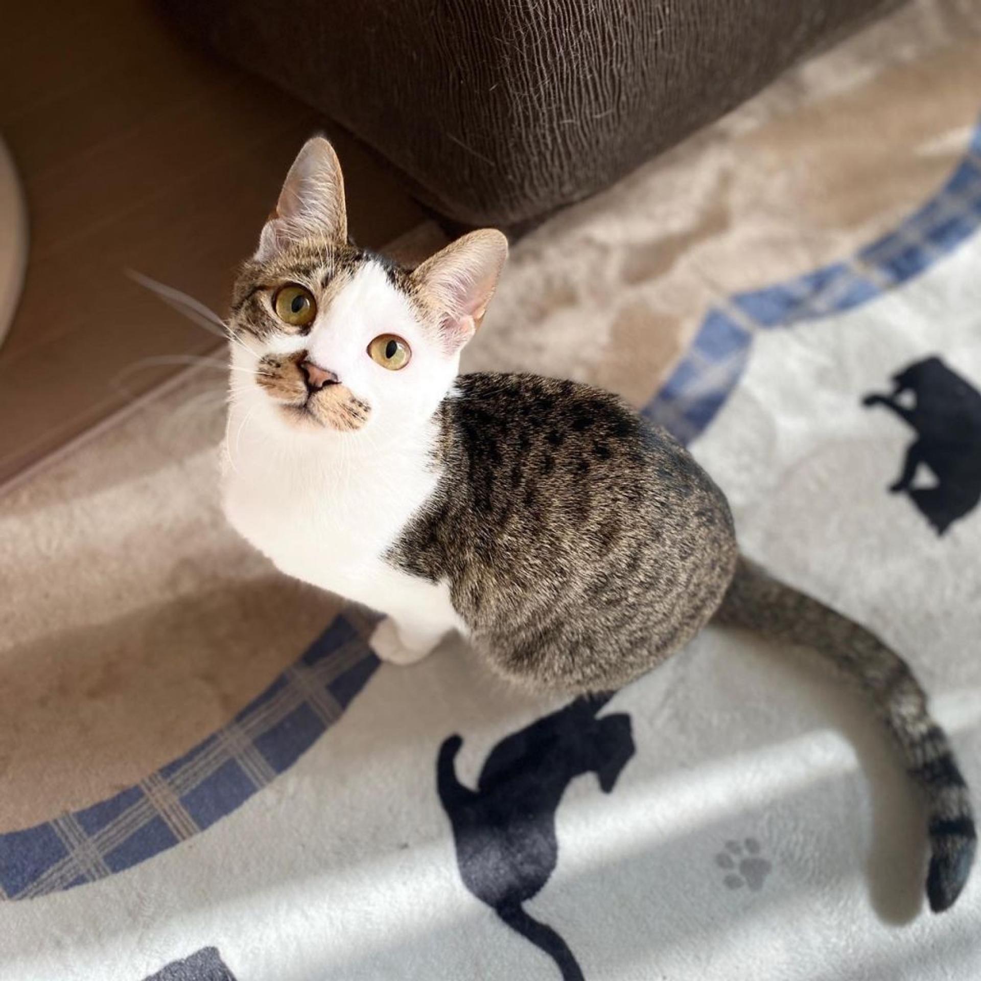 pet-image-2