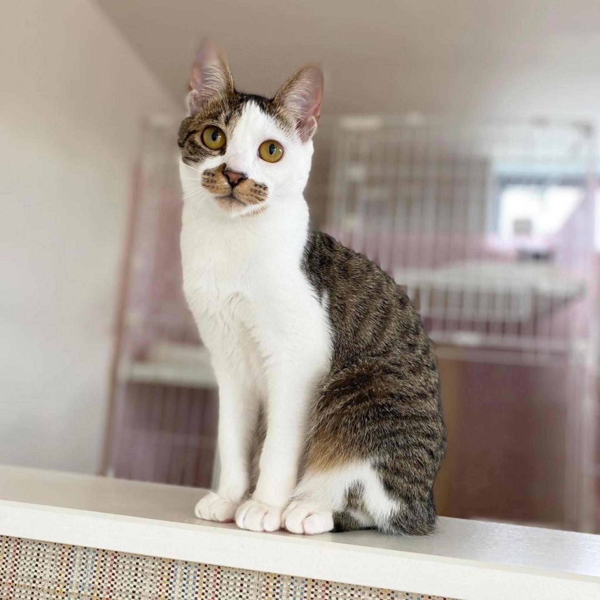 pet-image-3