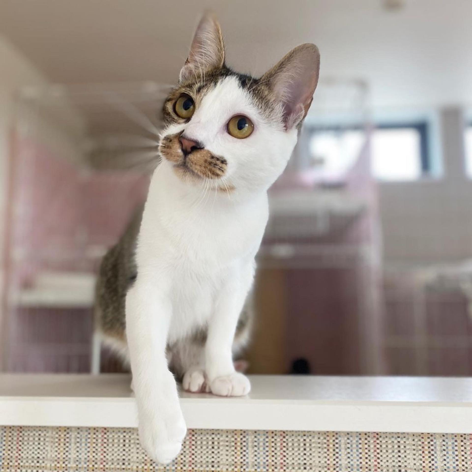 pet-image-4