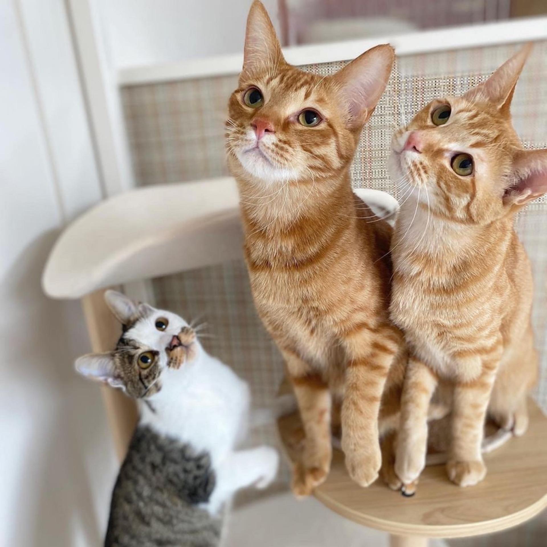 pet-image-6