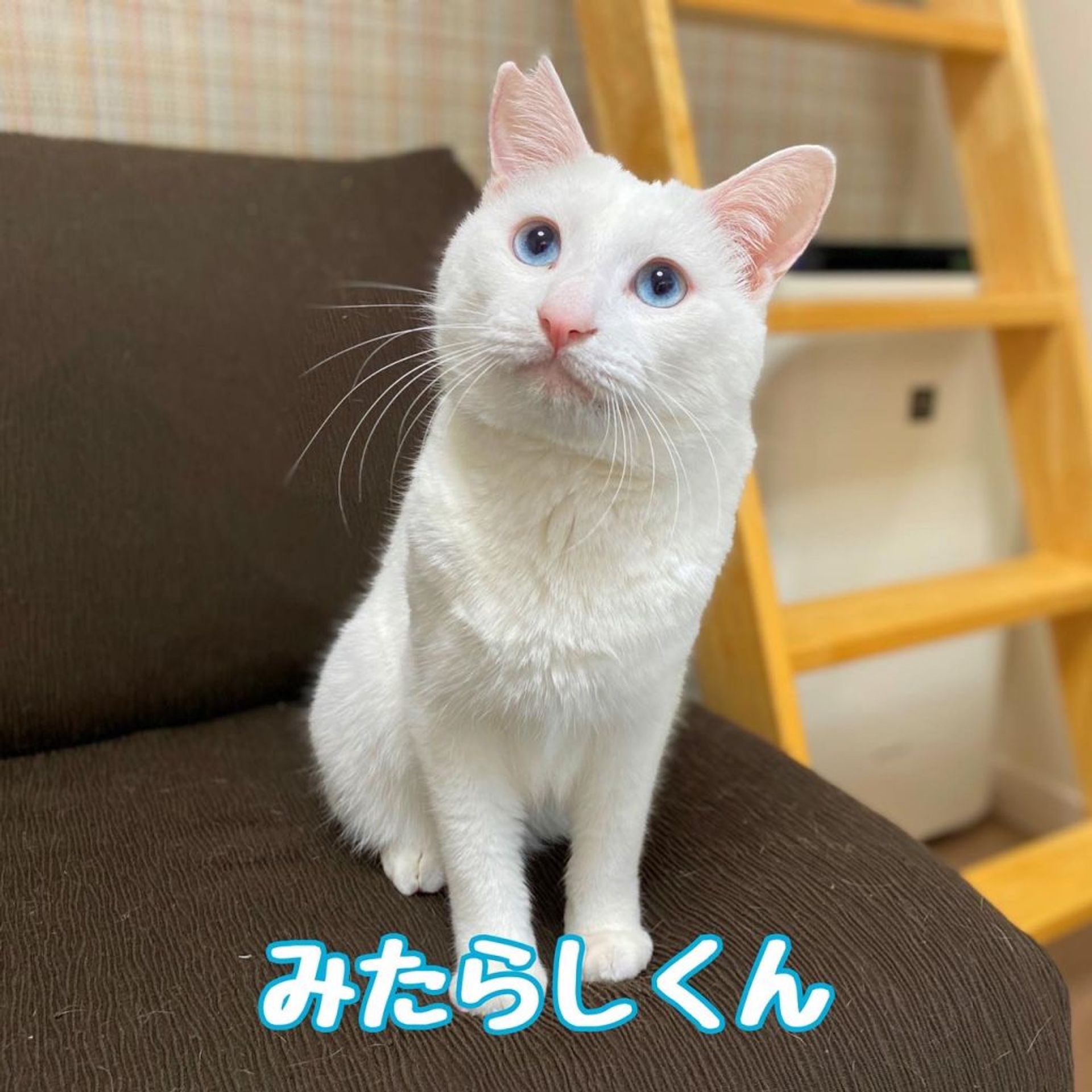 雑種（ミックス猫）・オスの里親募集の写真