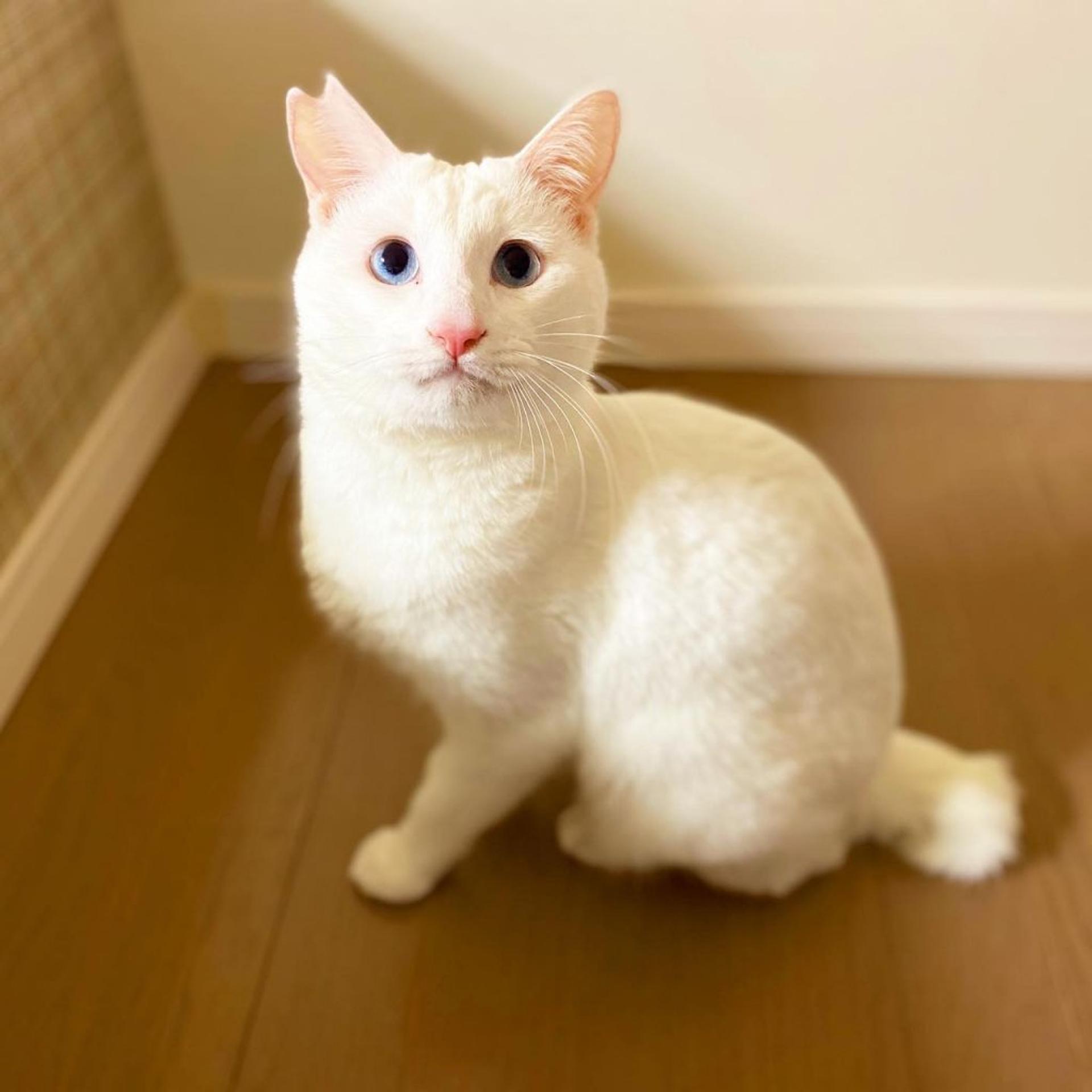 pet-image-4