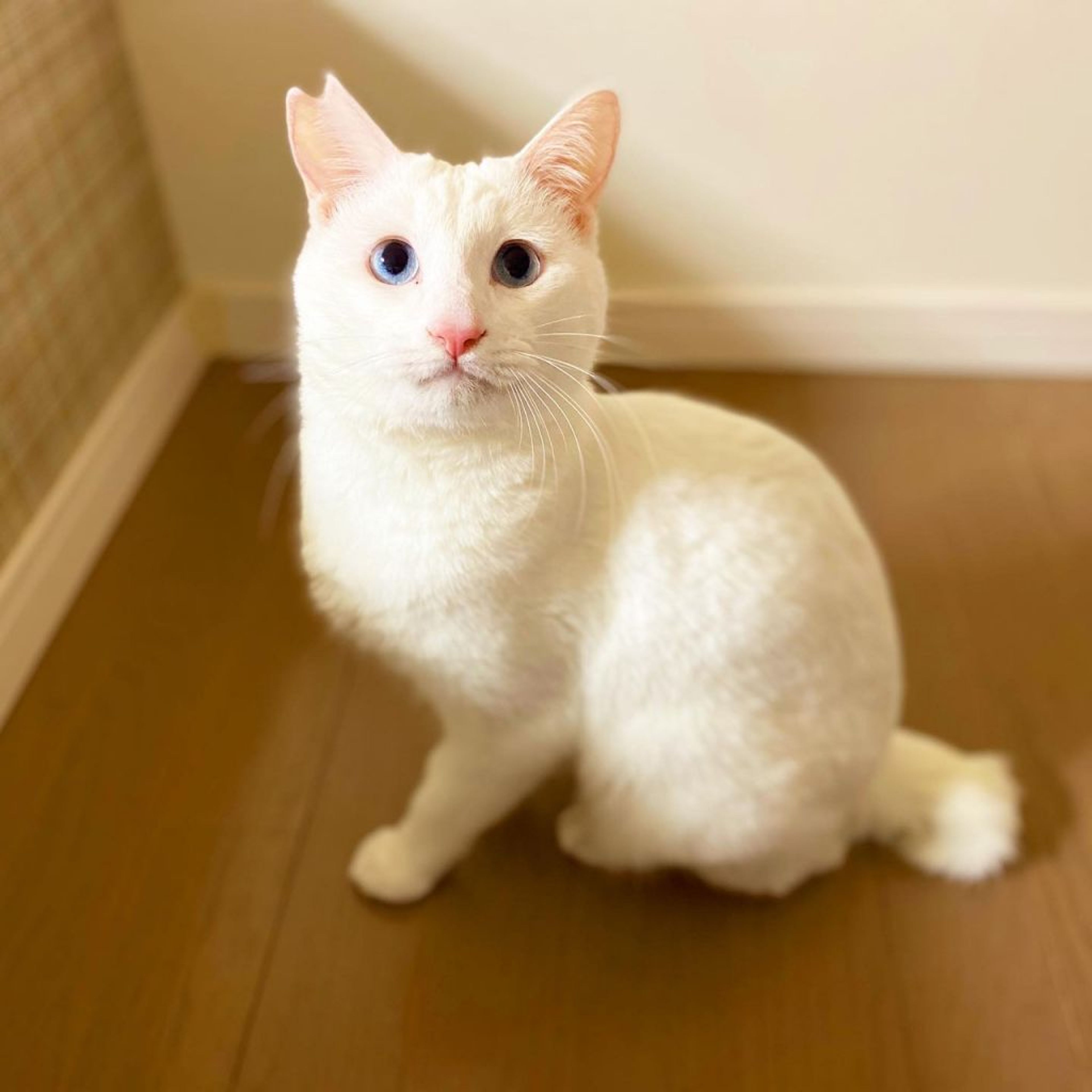 pet-image-4