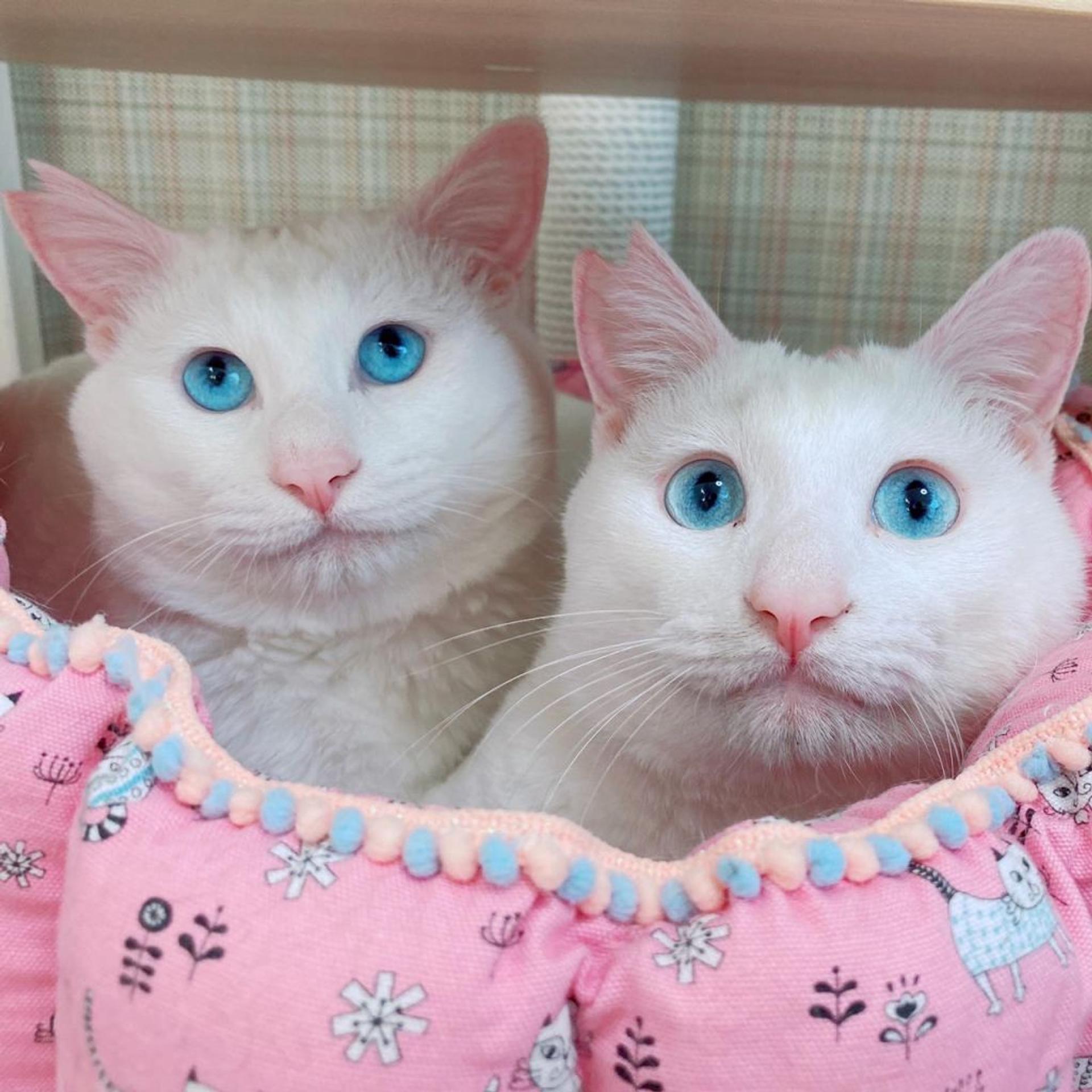 pet-image-6