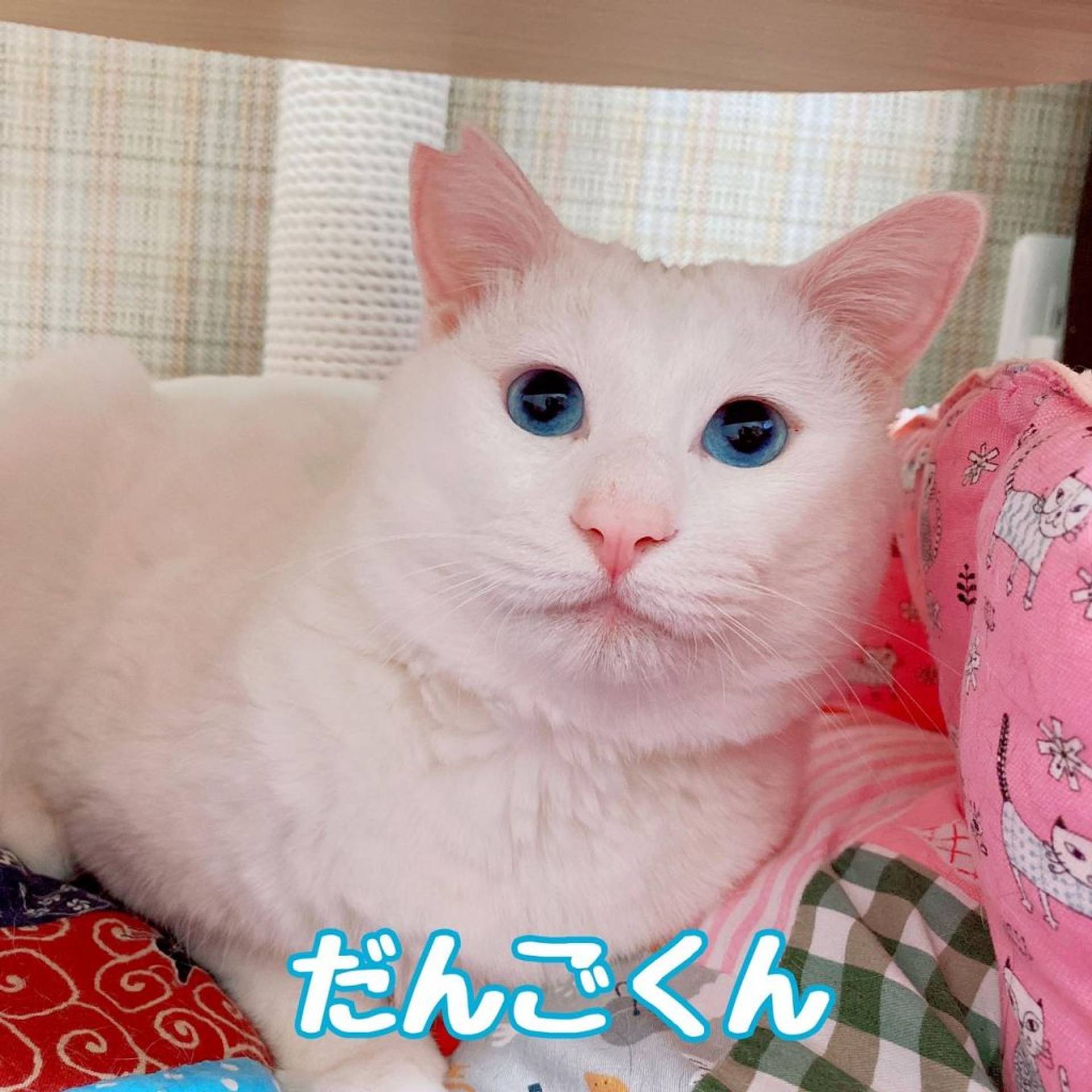 雑種（ミックス猫）・オスの里親募集の写真