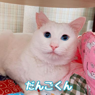 だんごの写真
