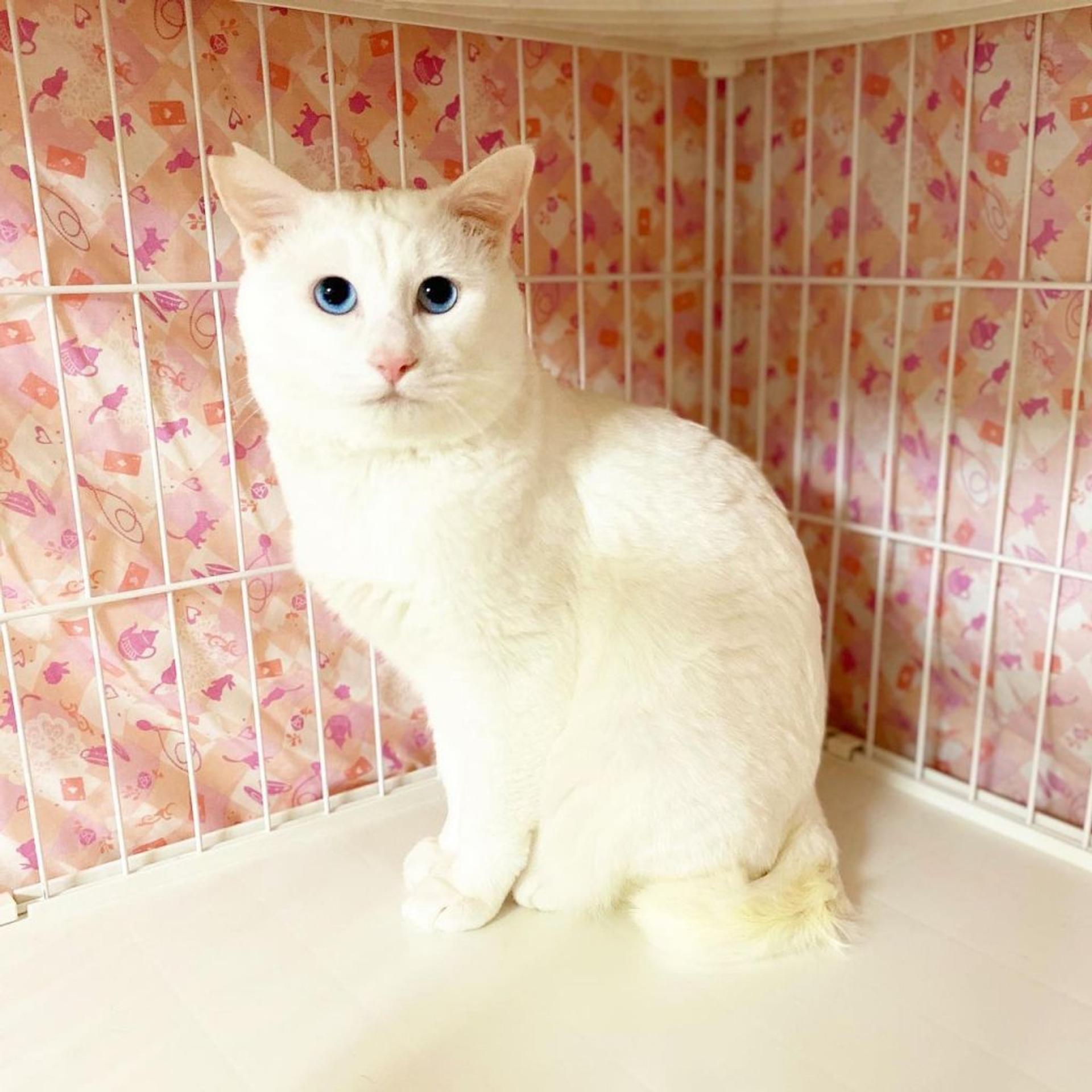pet-image-3