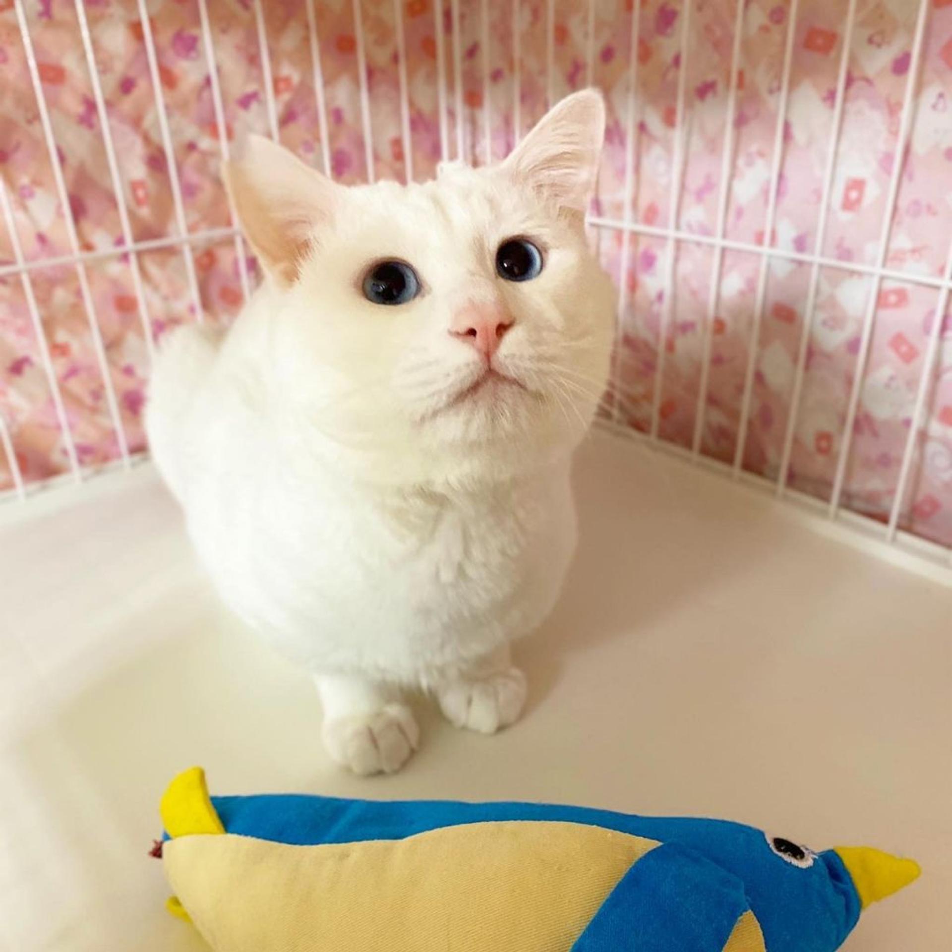 pet-image-4