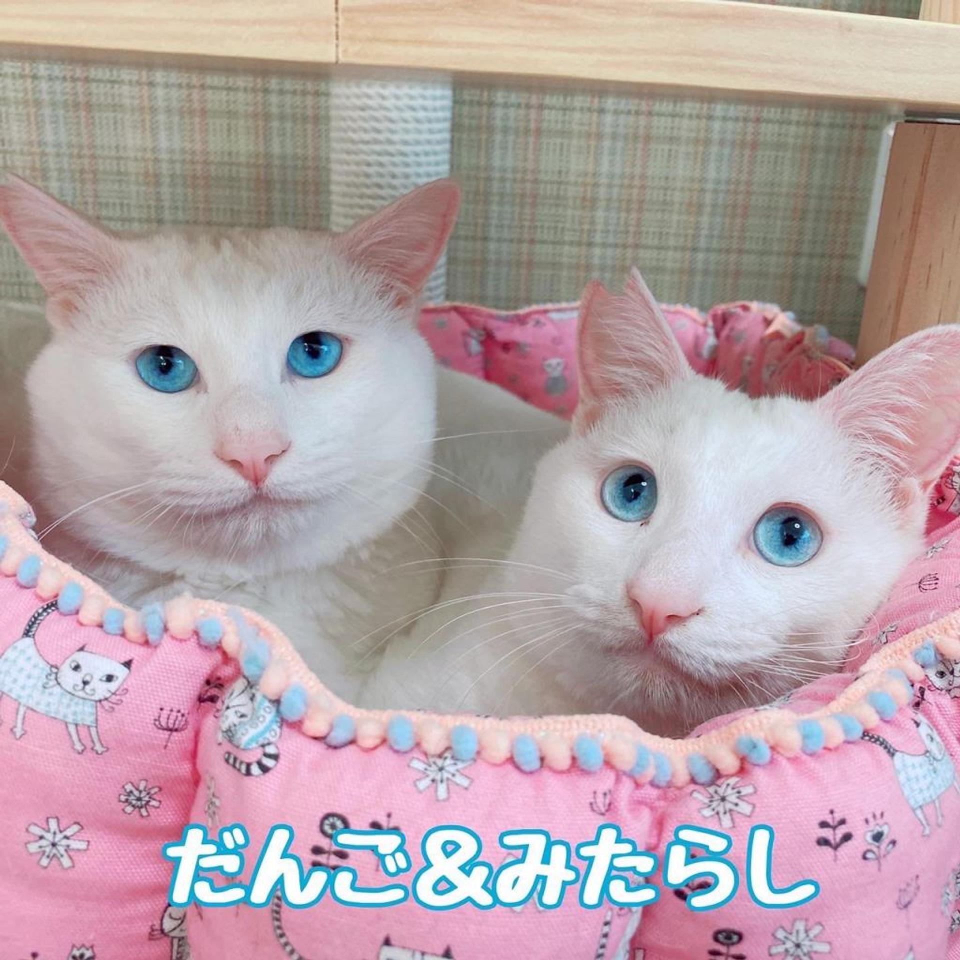 pet-image-5