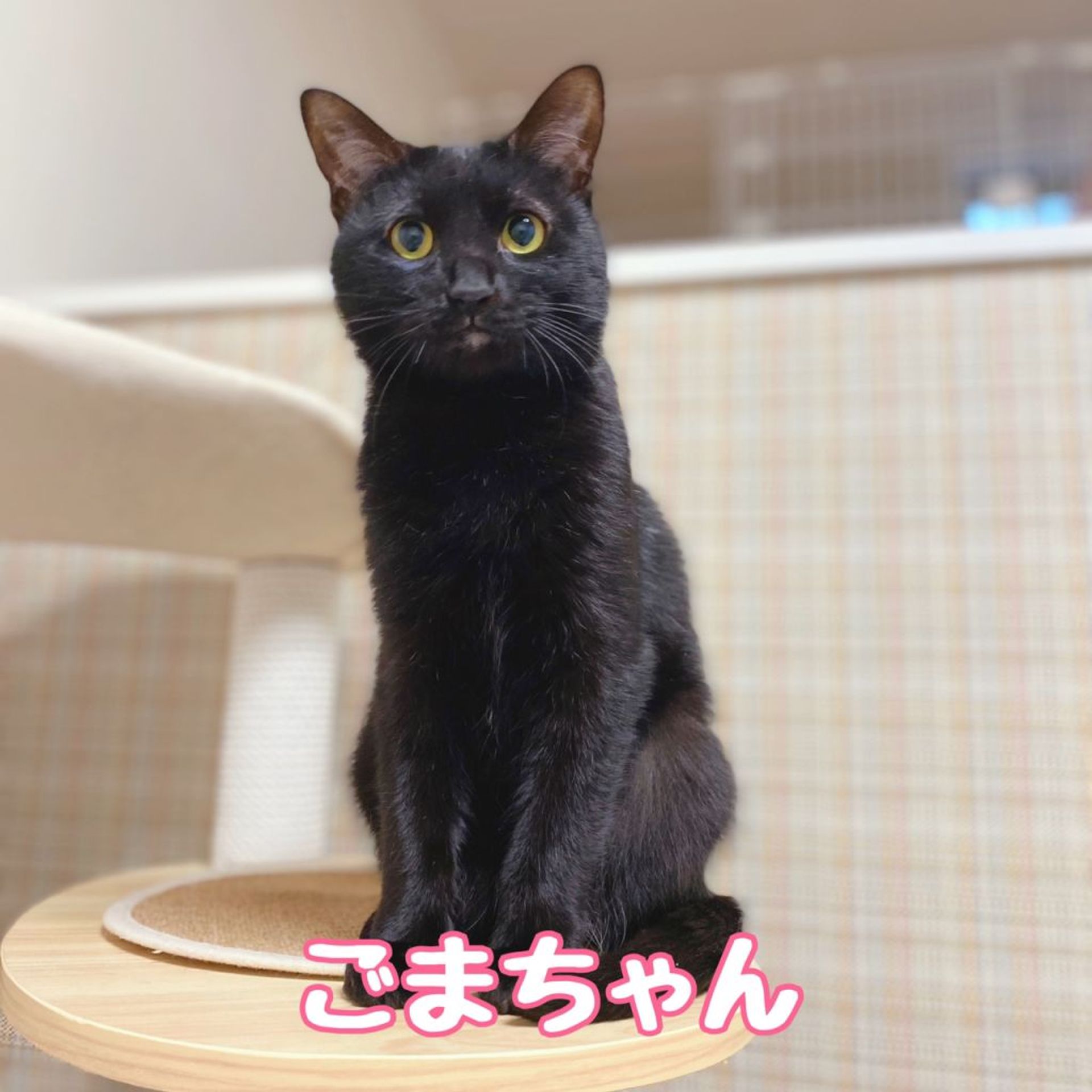 雑種（ミックス猫）・メスの里親募集の写真