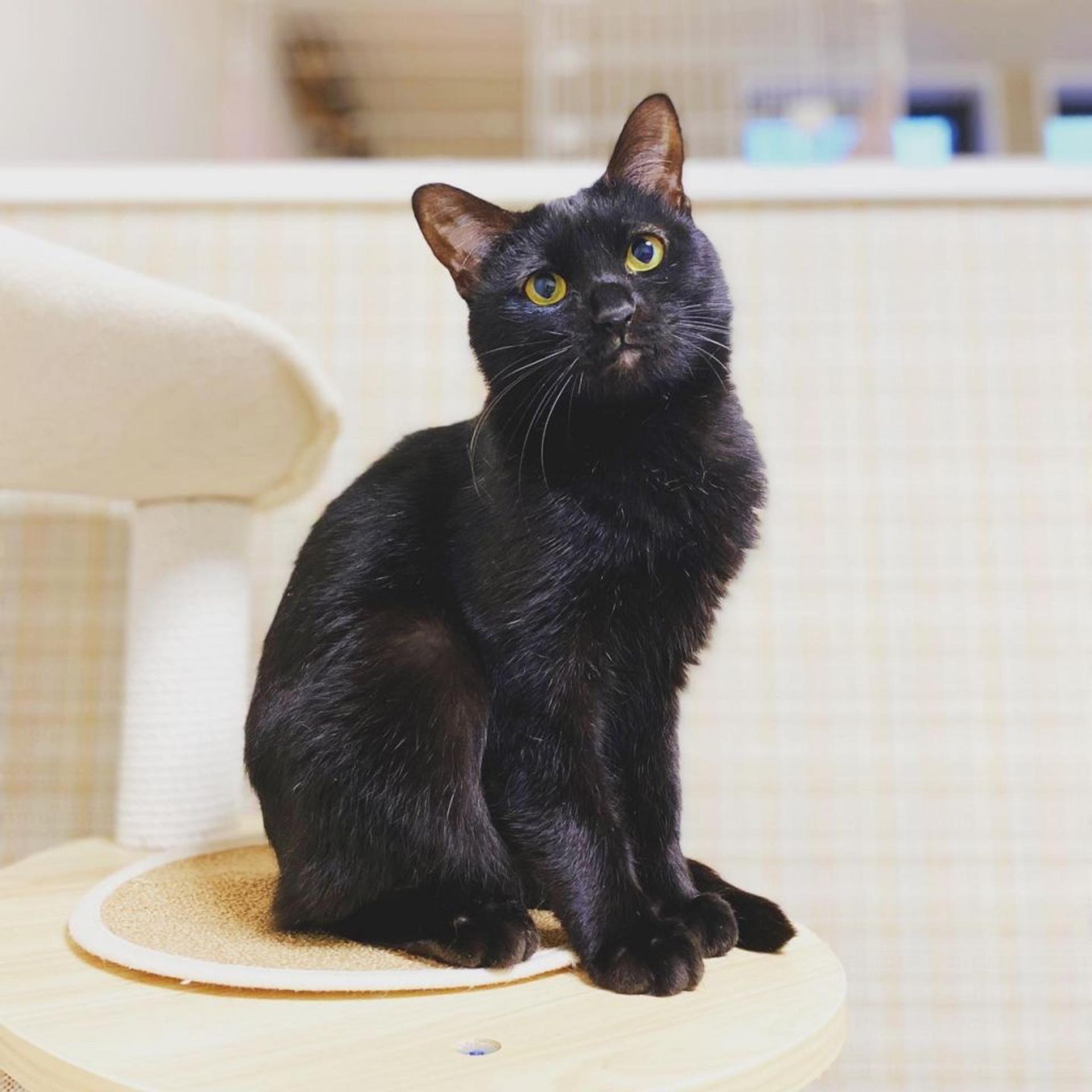 pet-image-2