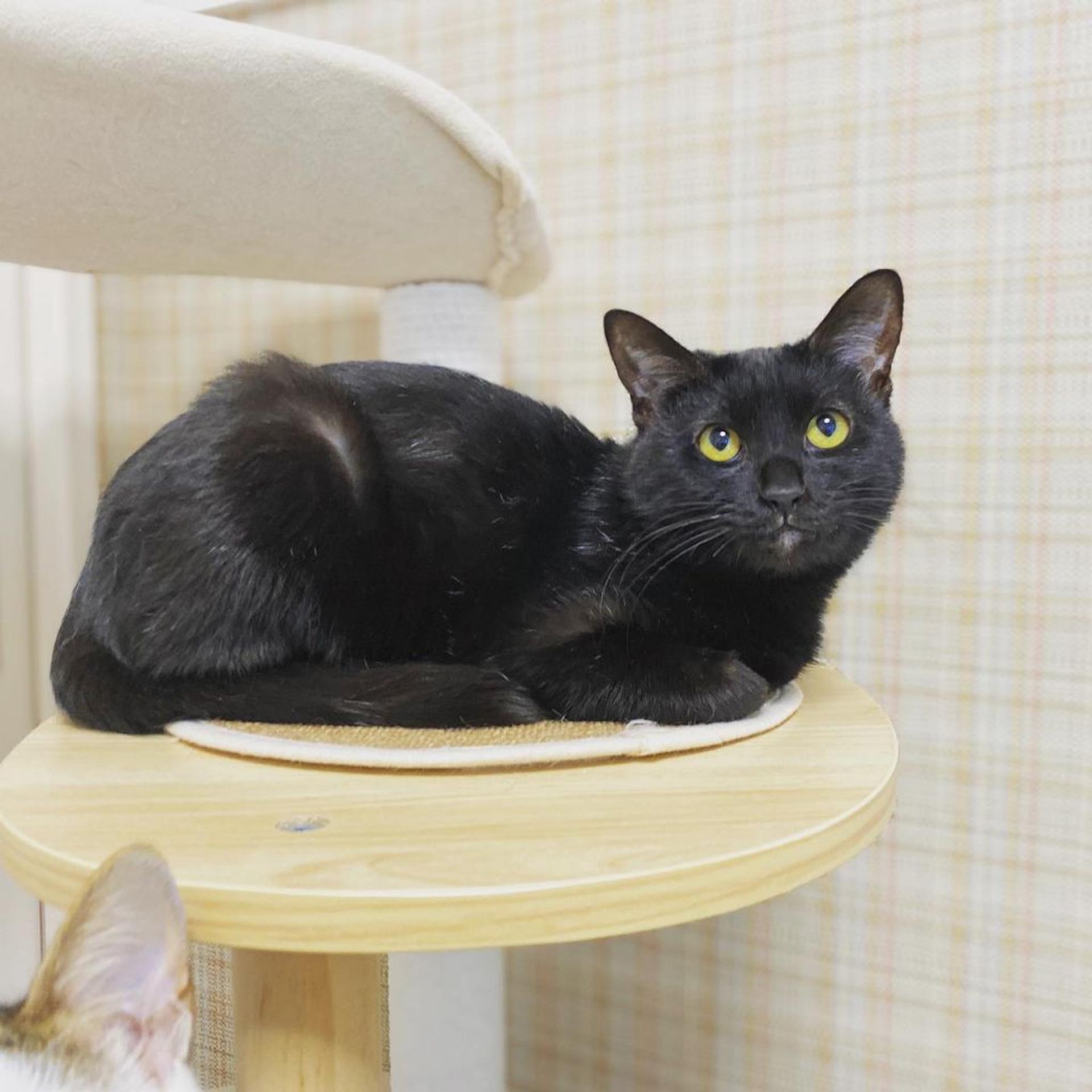 pet-image-3