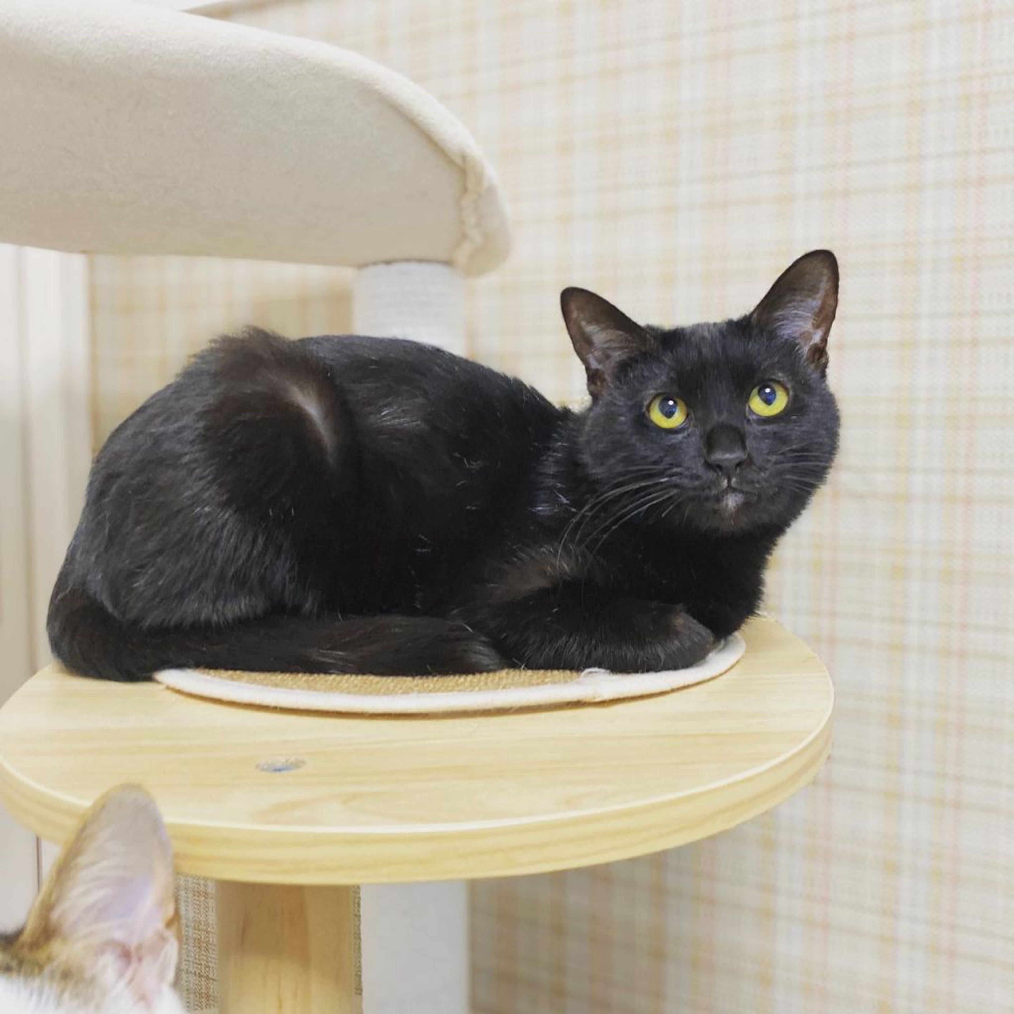 pet-image-3
