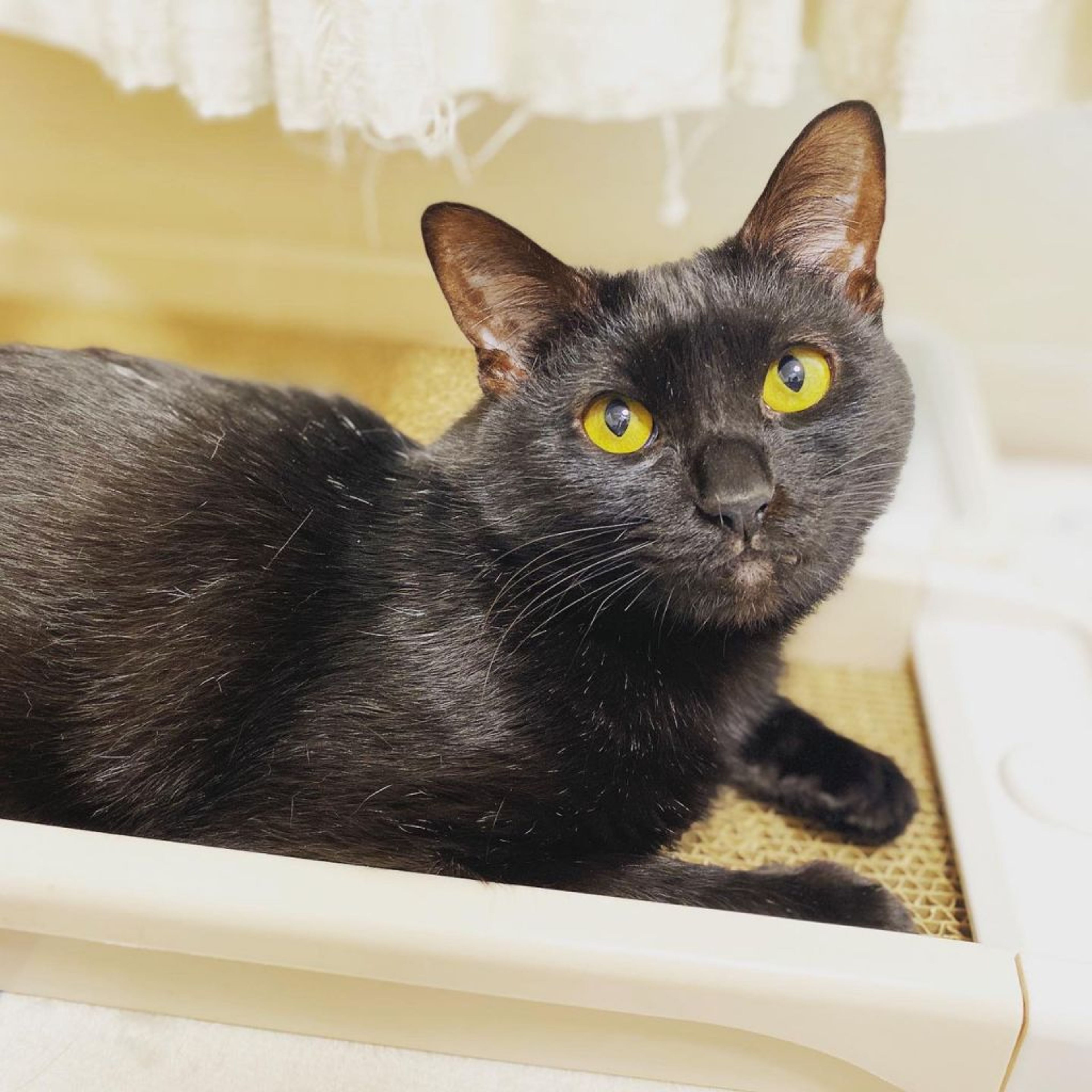pet-image-5