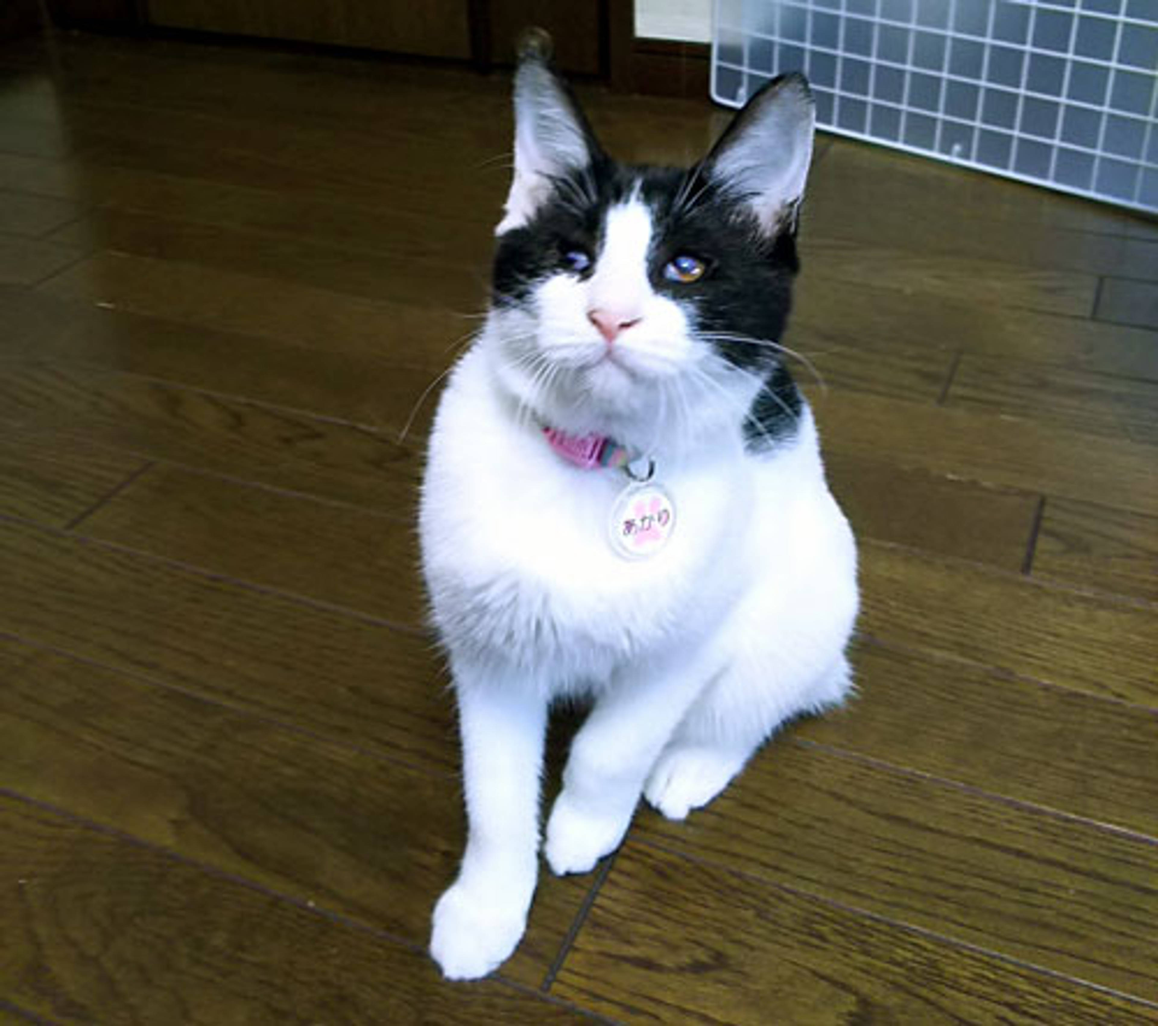 雑種（ミックス猫）・メスの里親募集の写真