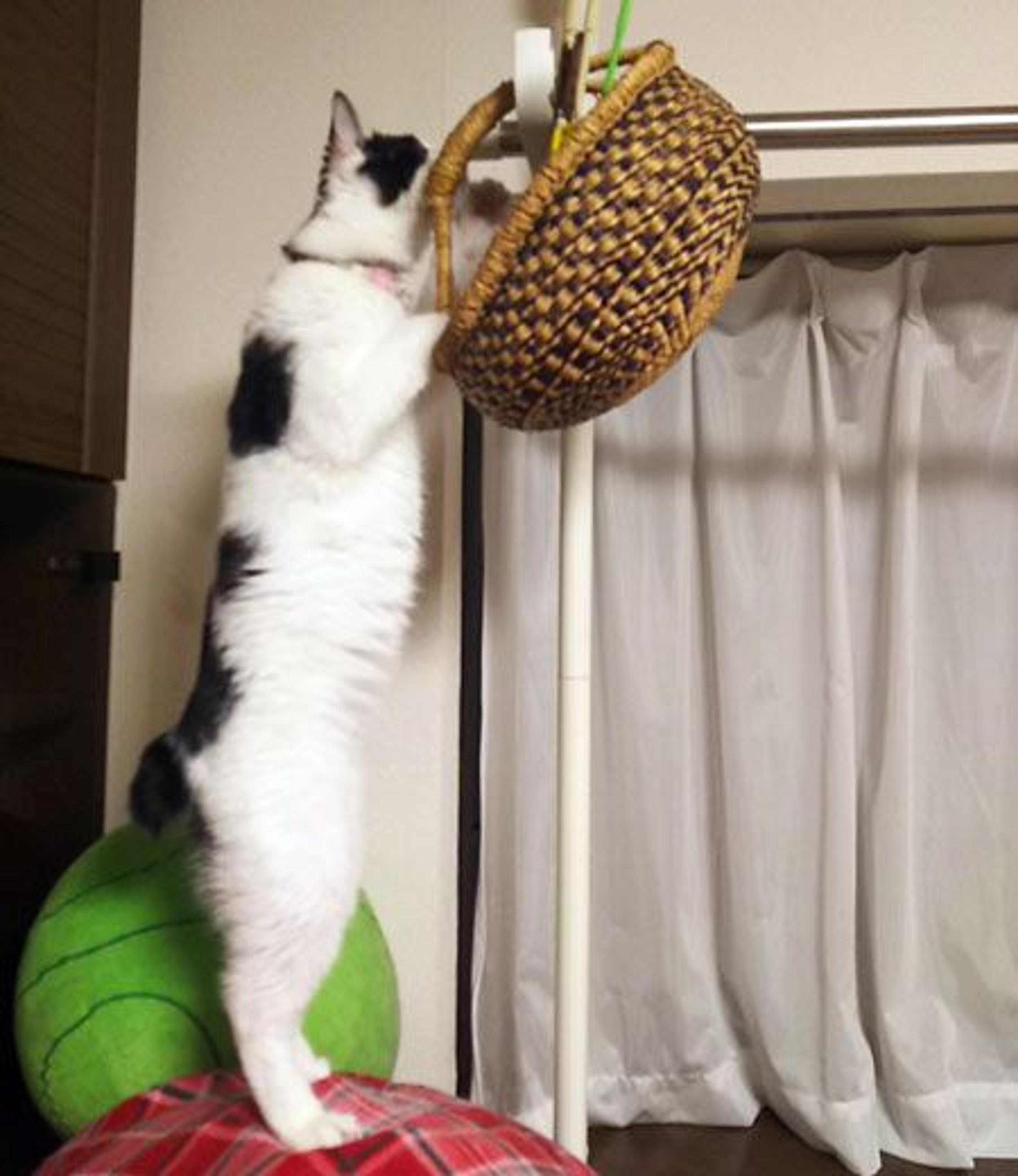 pet-image-3