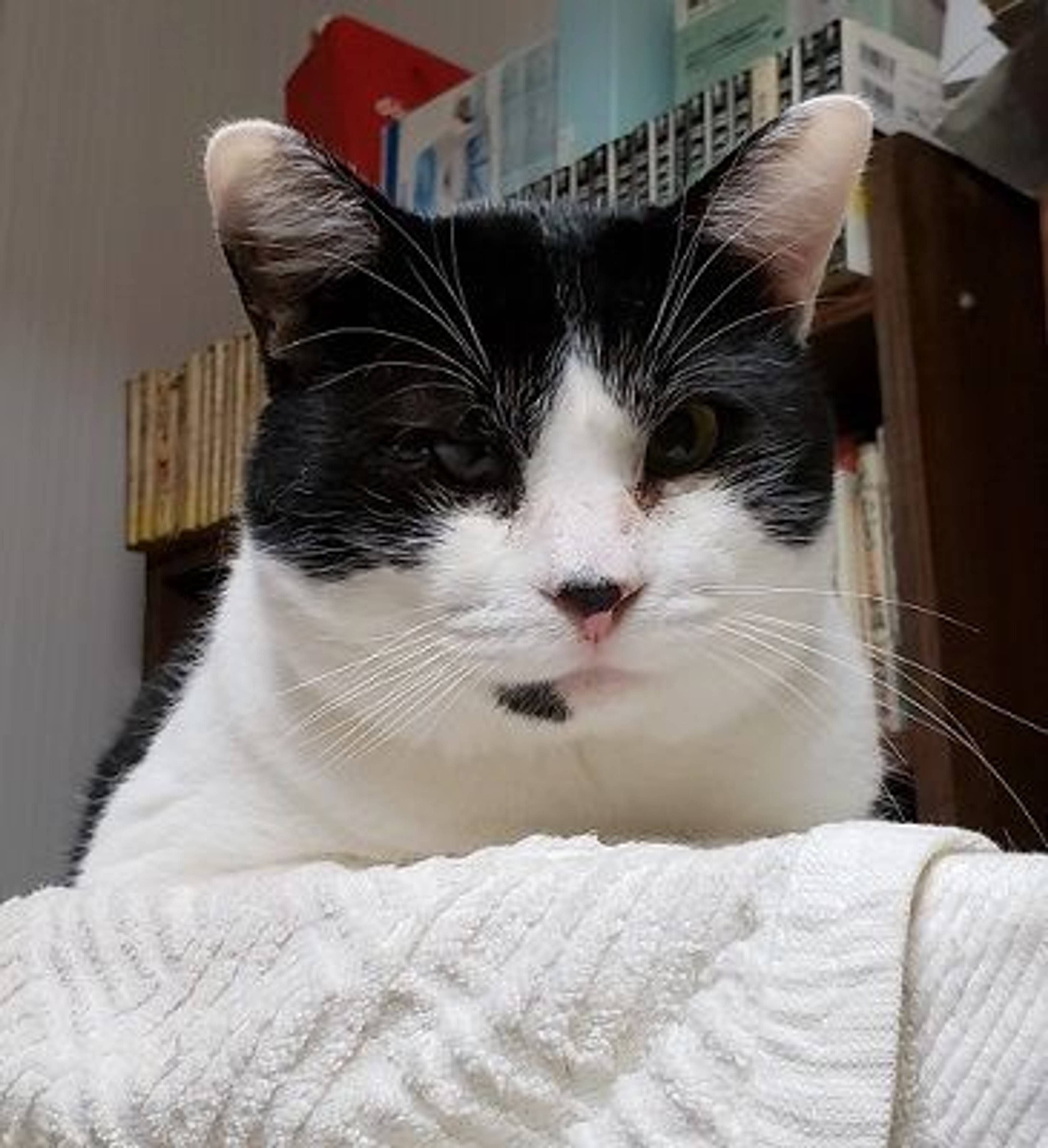 雑種（ミックス猫）・オスの里親募集の写真