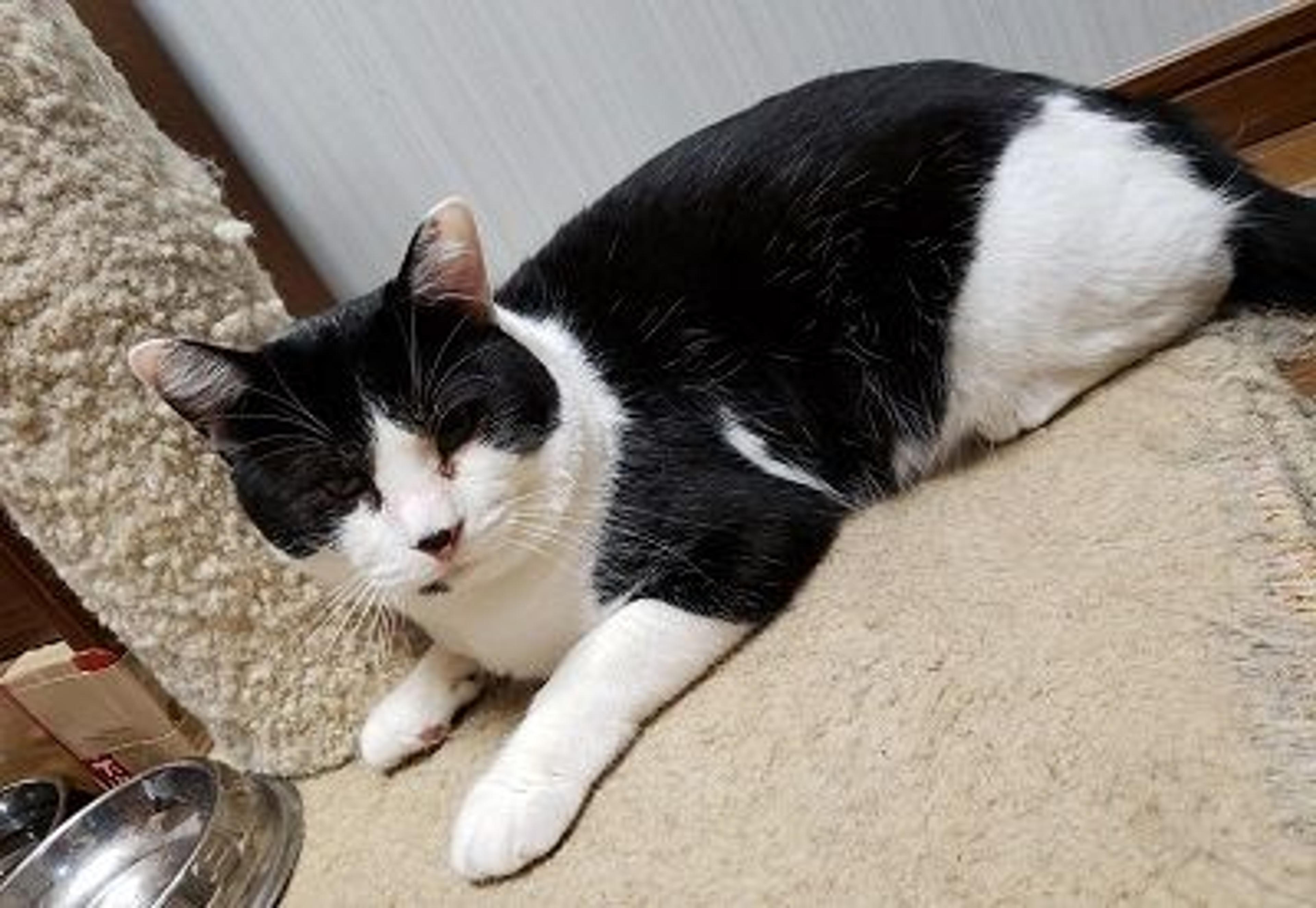 pet-image-2