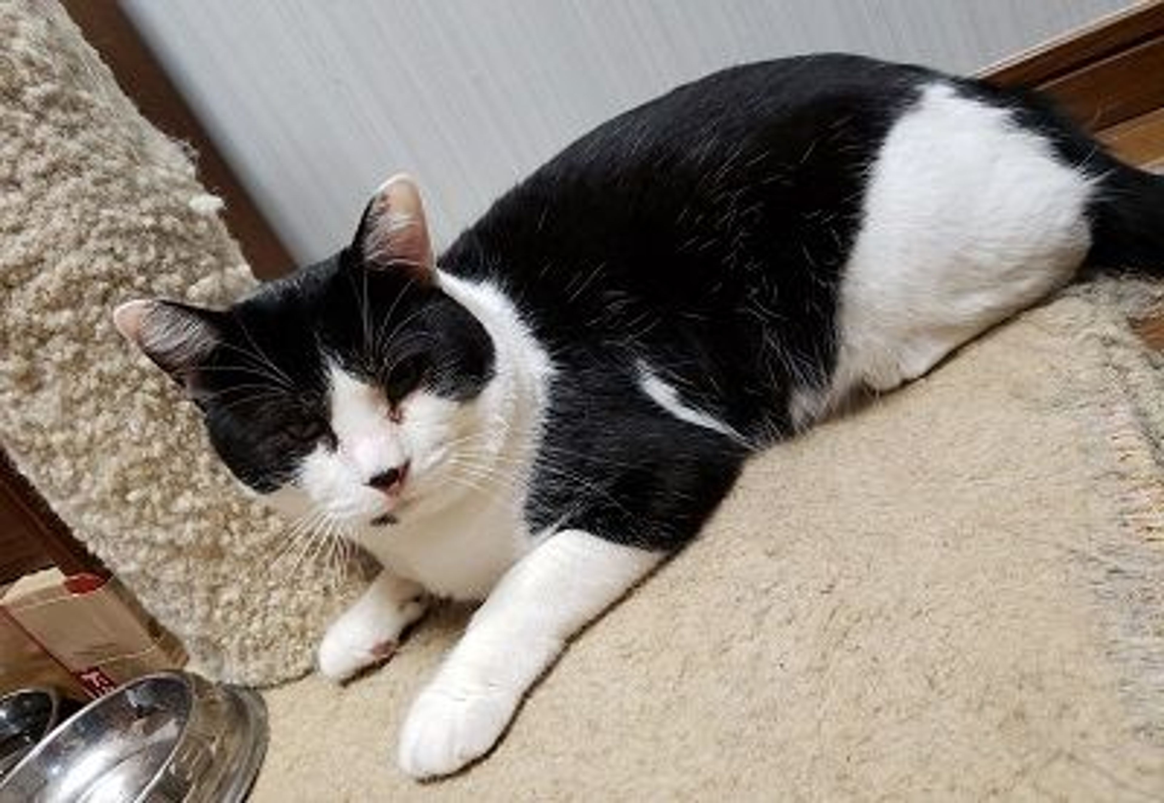 pet-image-2