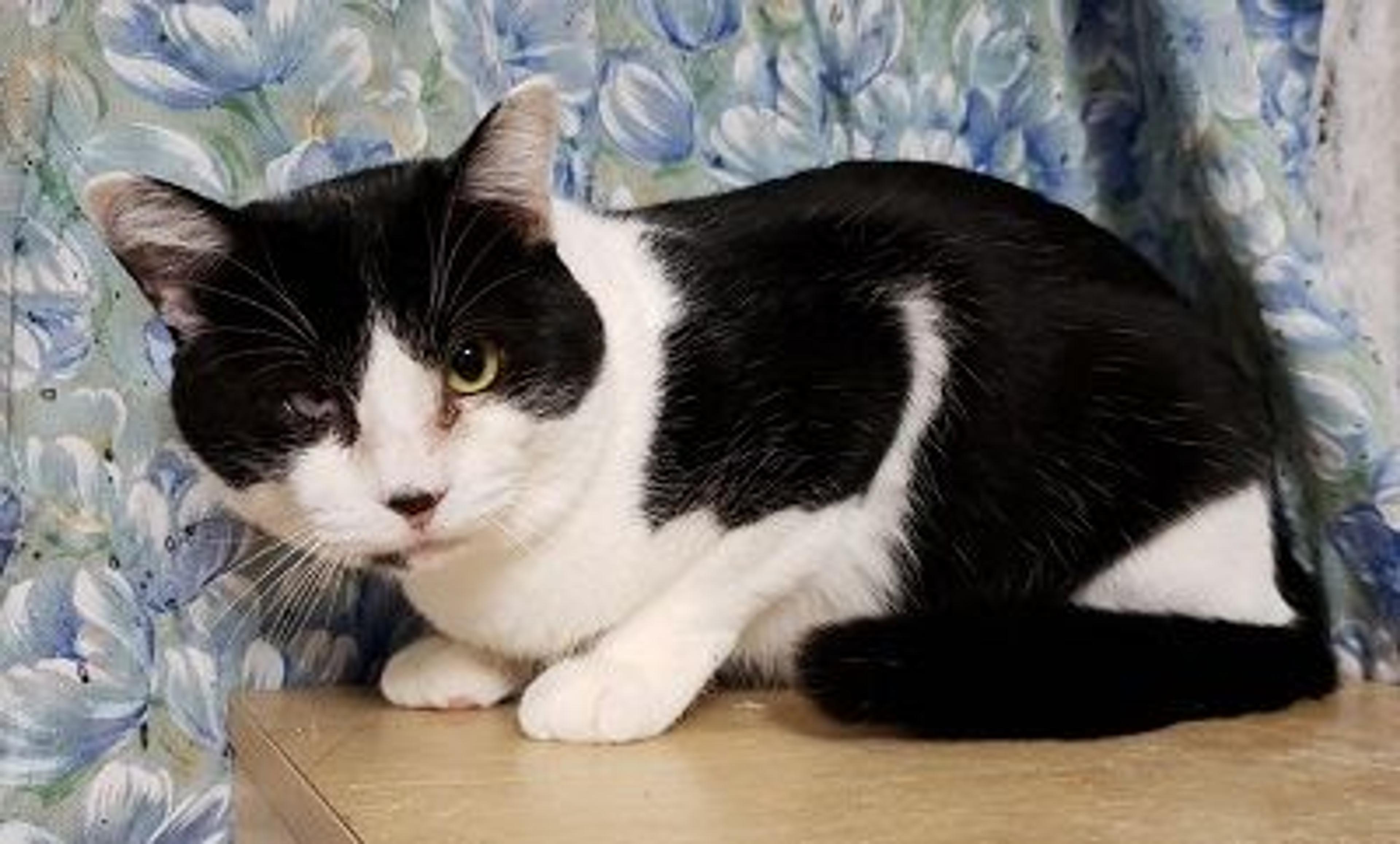 pet-image-3