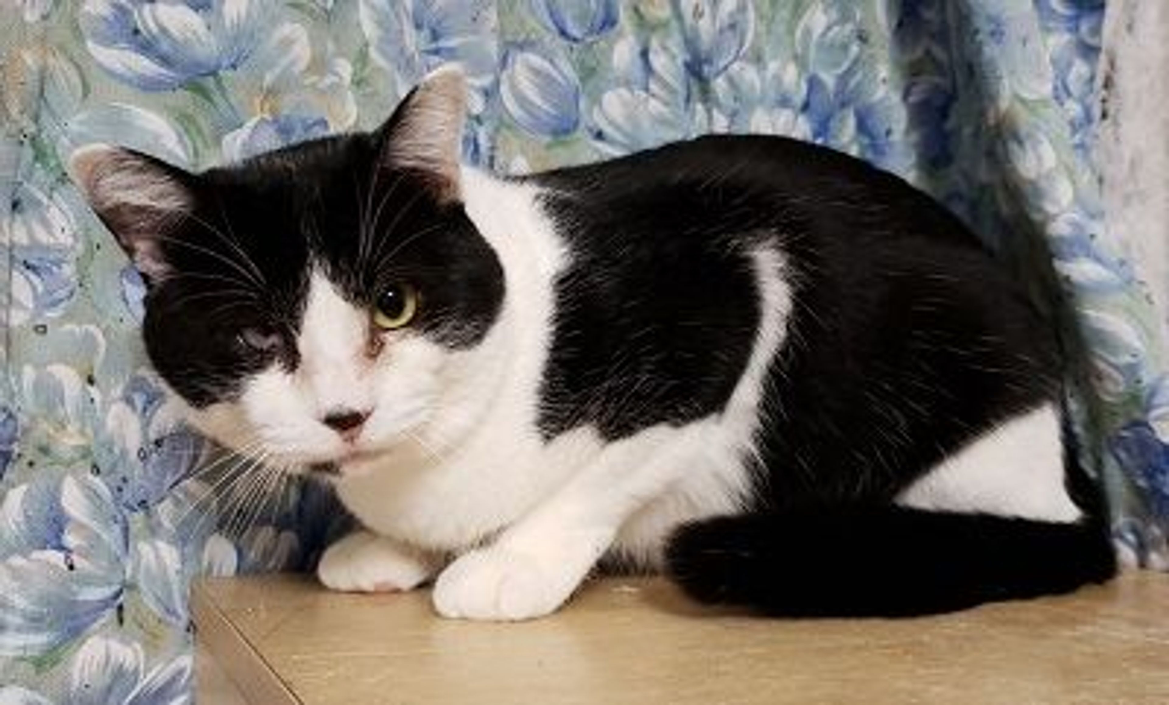pet-image-3