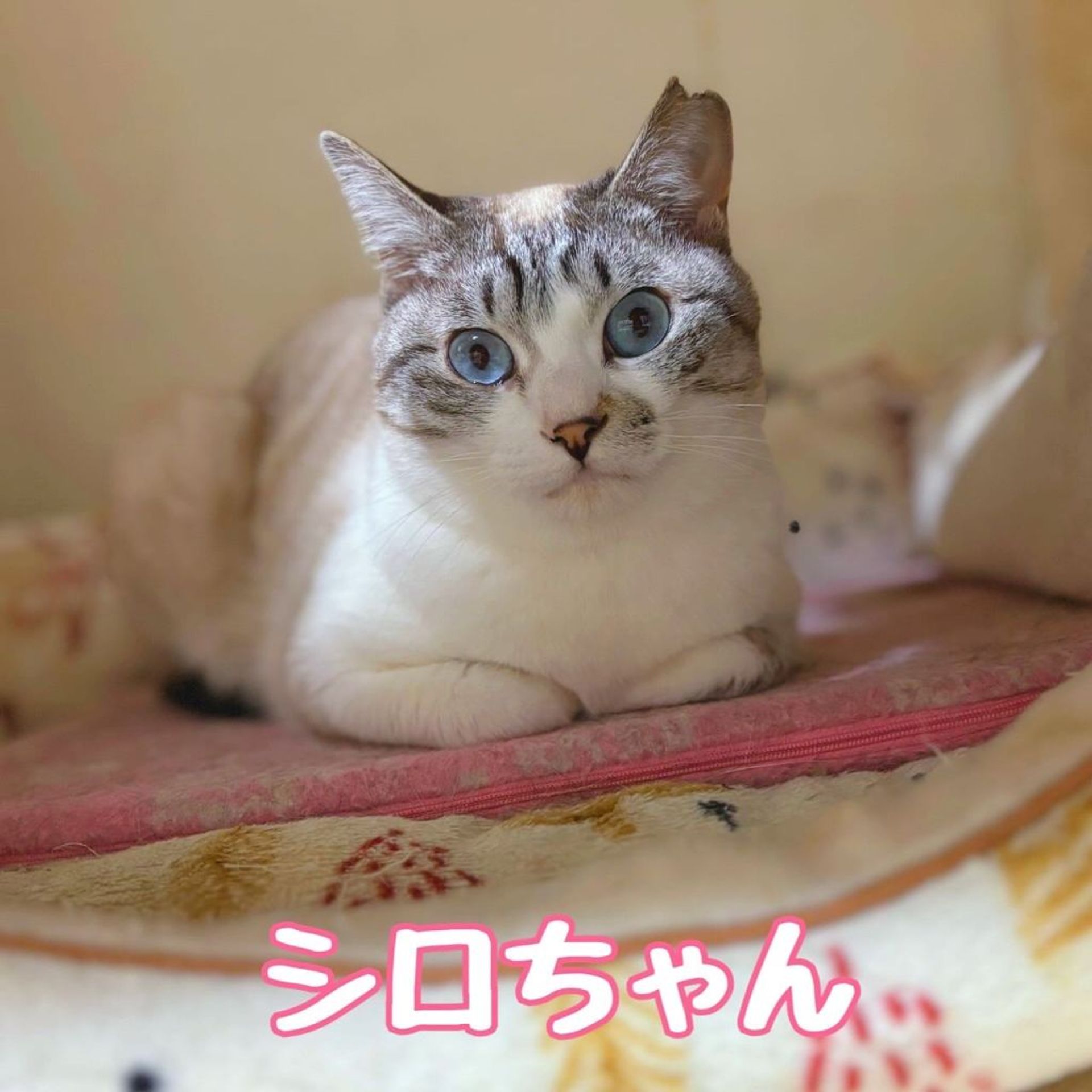 雑種（ミックス猫）・メスの里親募集の写真