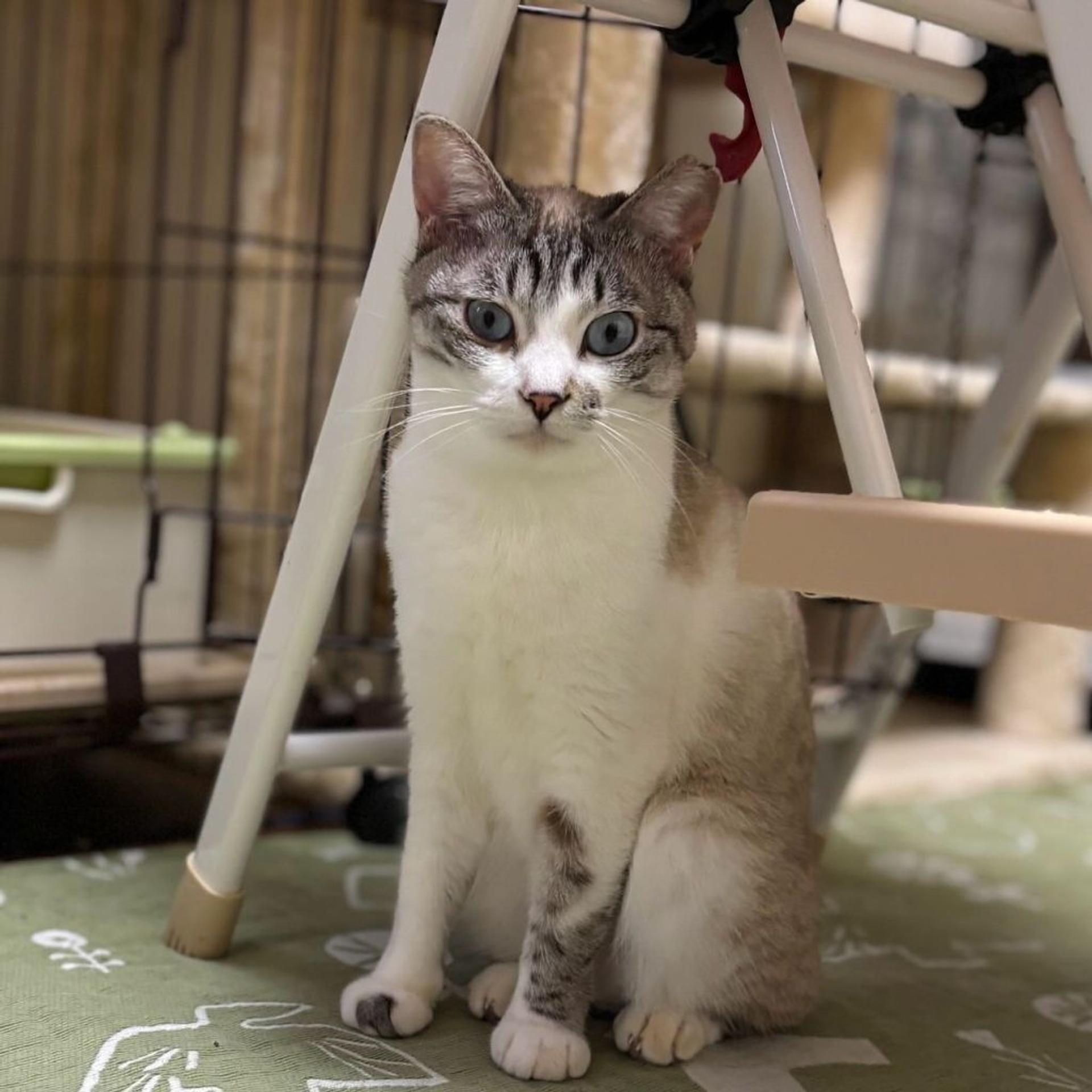 pet-image-4
