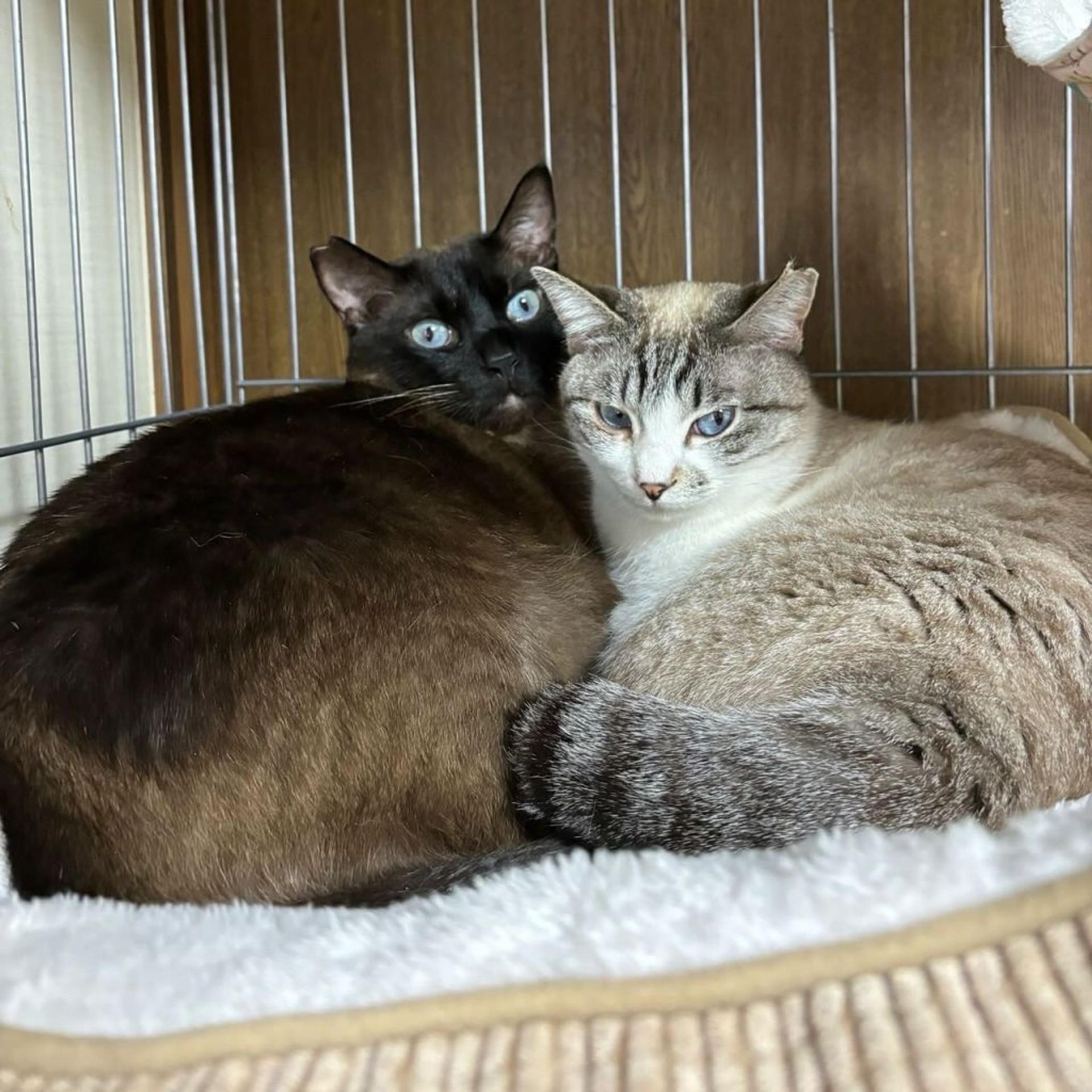 pet-image-5
