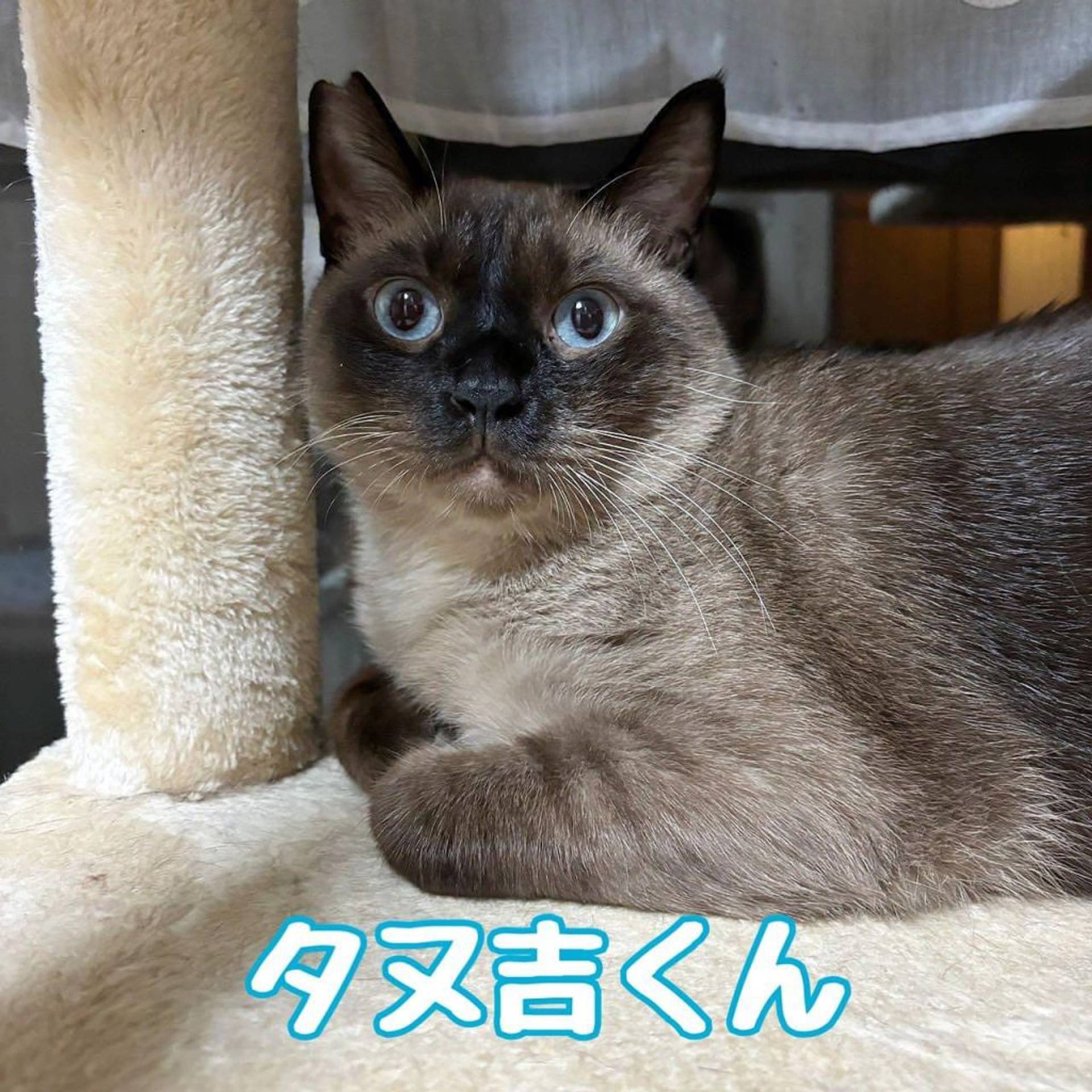 雑種（ミックス猫）・オスの里親募集の写真