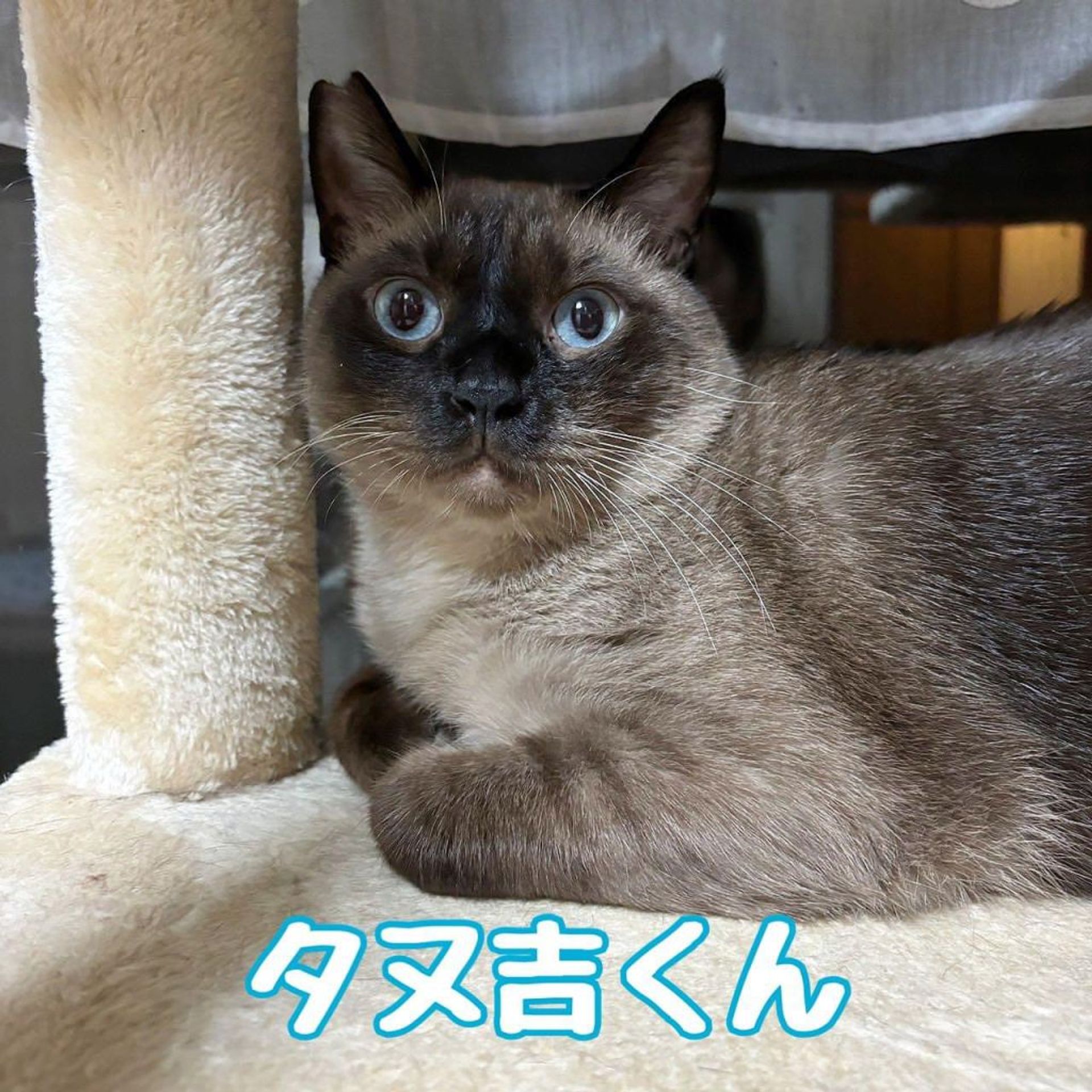 雑種（ミックス猫）・オスの里親募集の写真