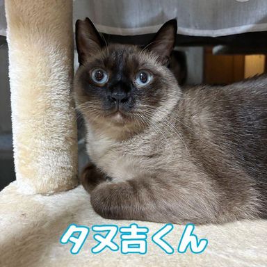 タヌ吉の写真