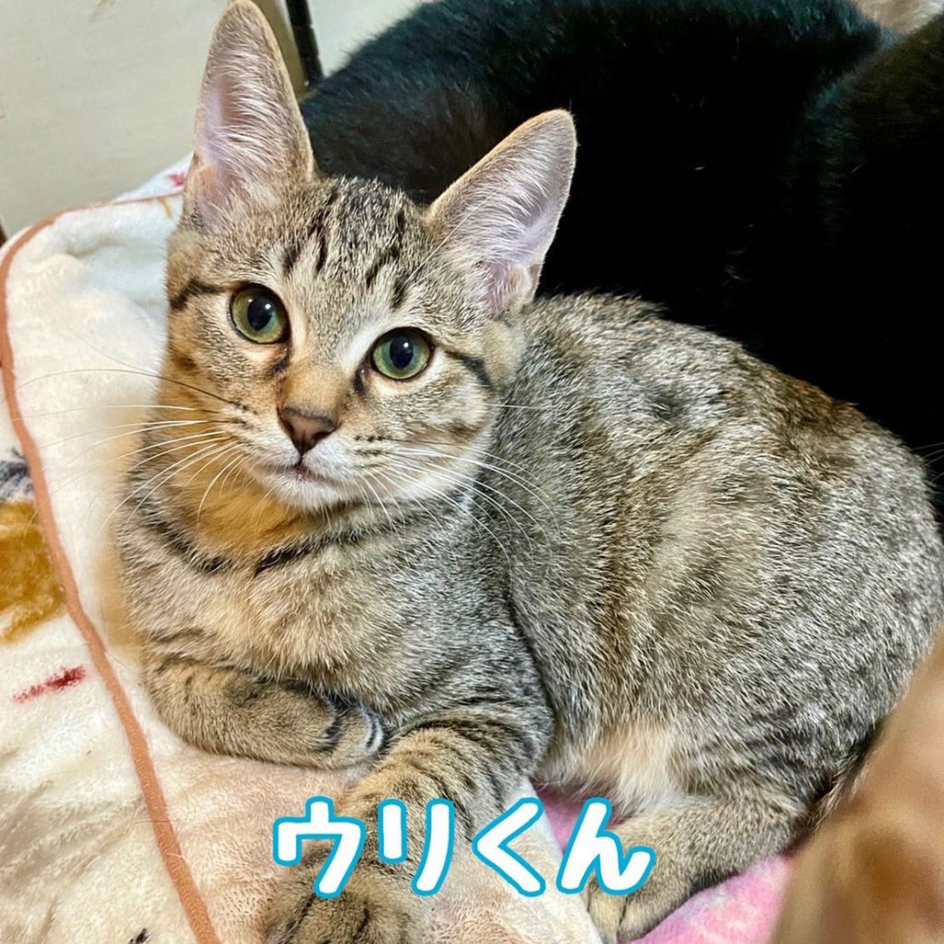 雑種（ミックス猫）・オスの里親募集の写真