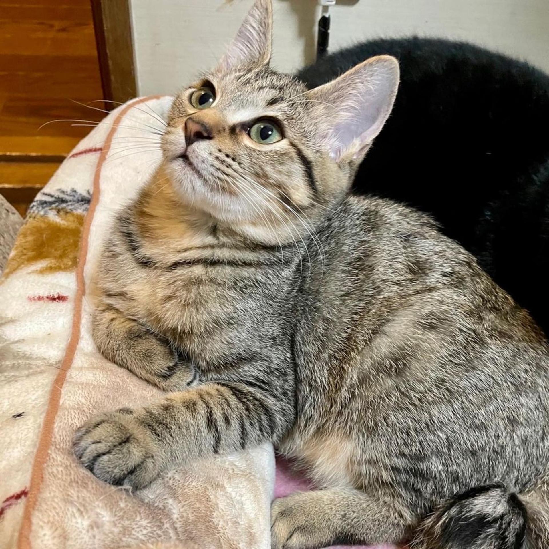 pet-image-3