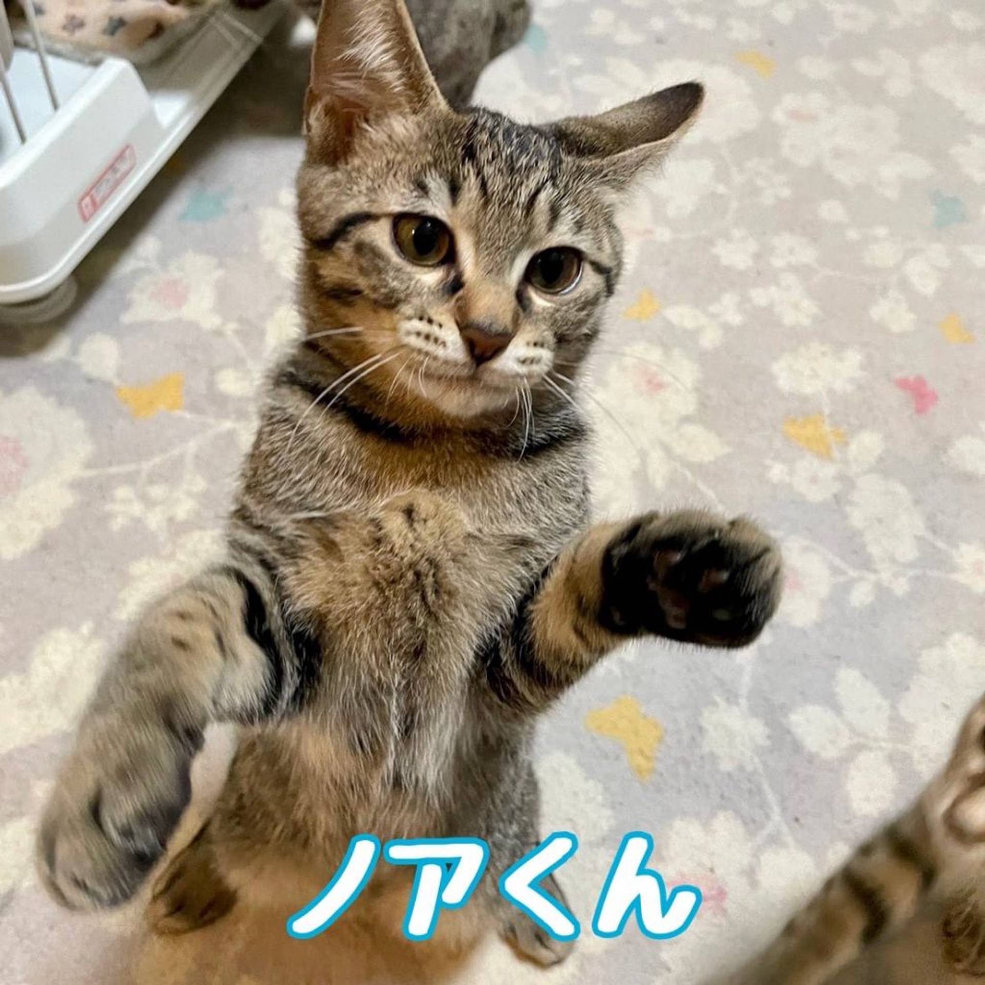 雑種（ミックス猫）・オスの里親募集の写真