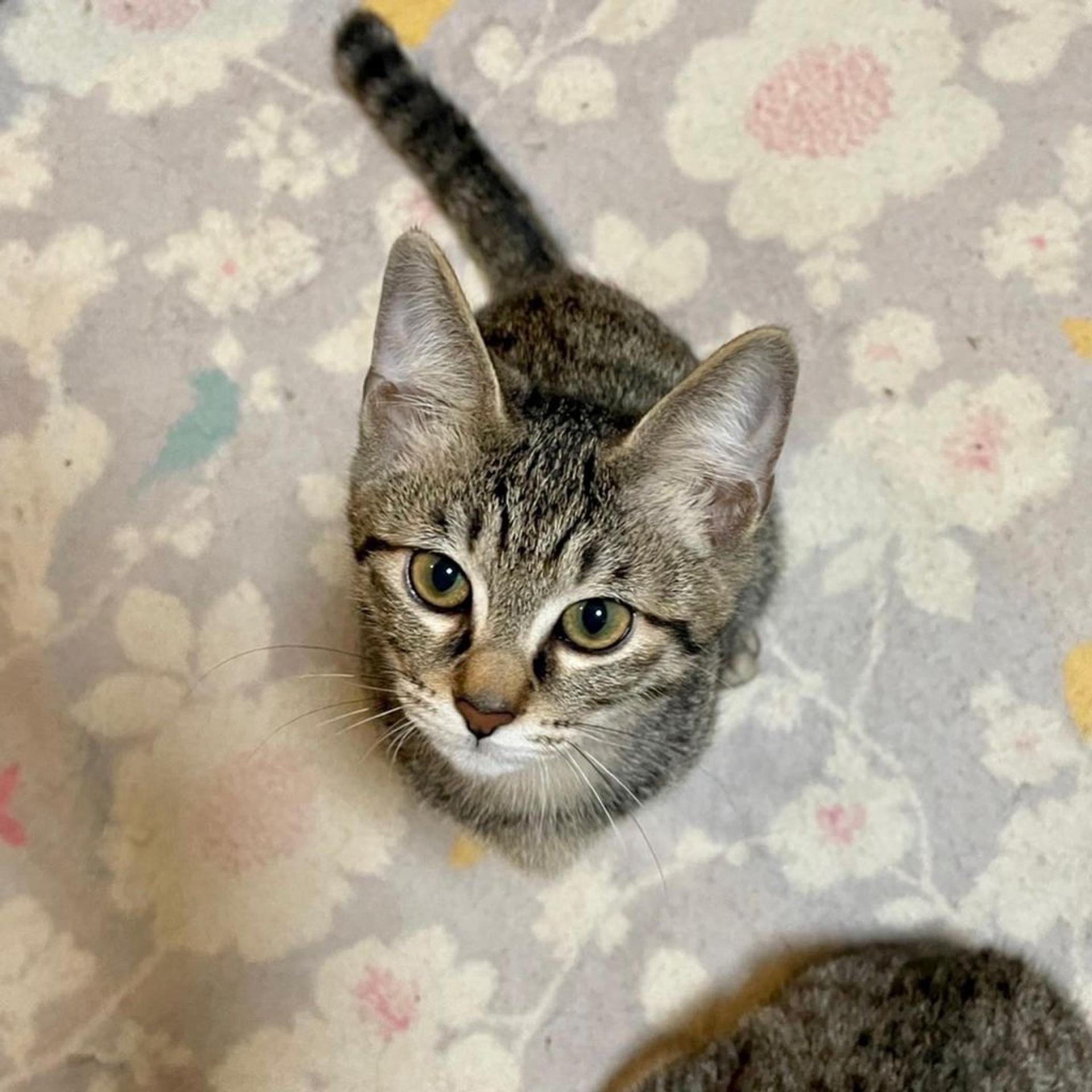 pet-image-2
