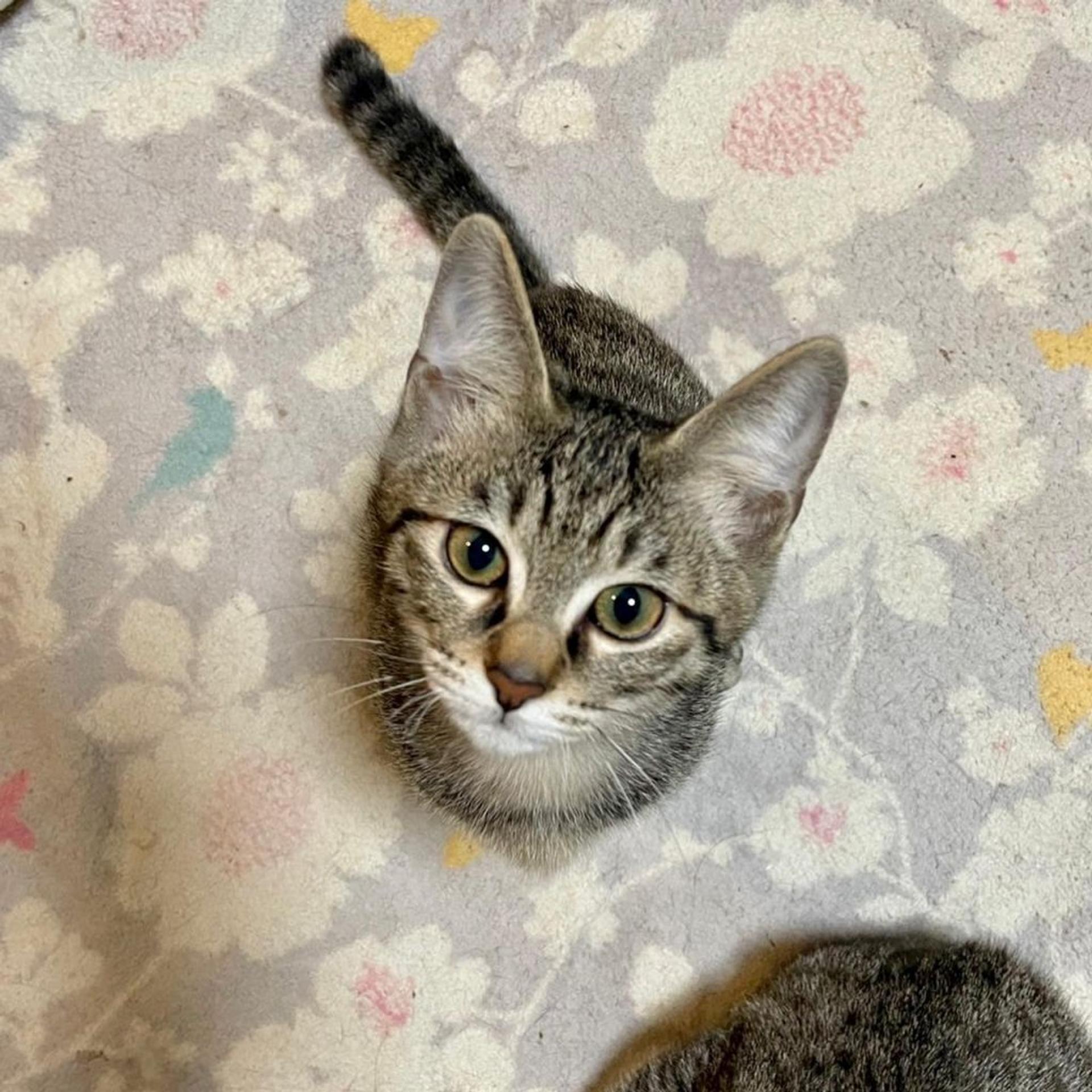 pet-image-3