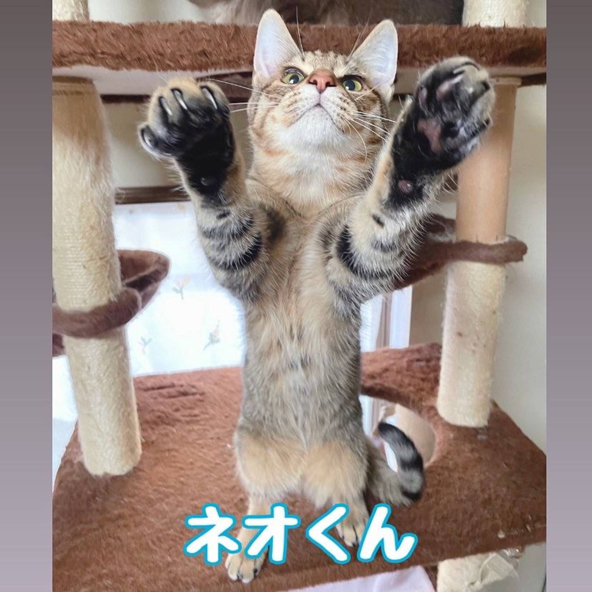 雑種（ミックス猫）・オスの里親募集の写真